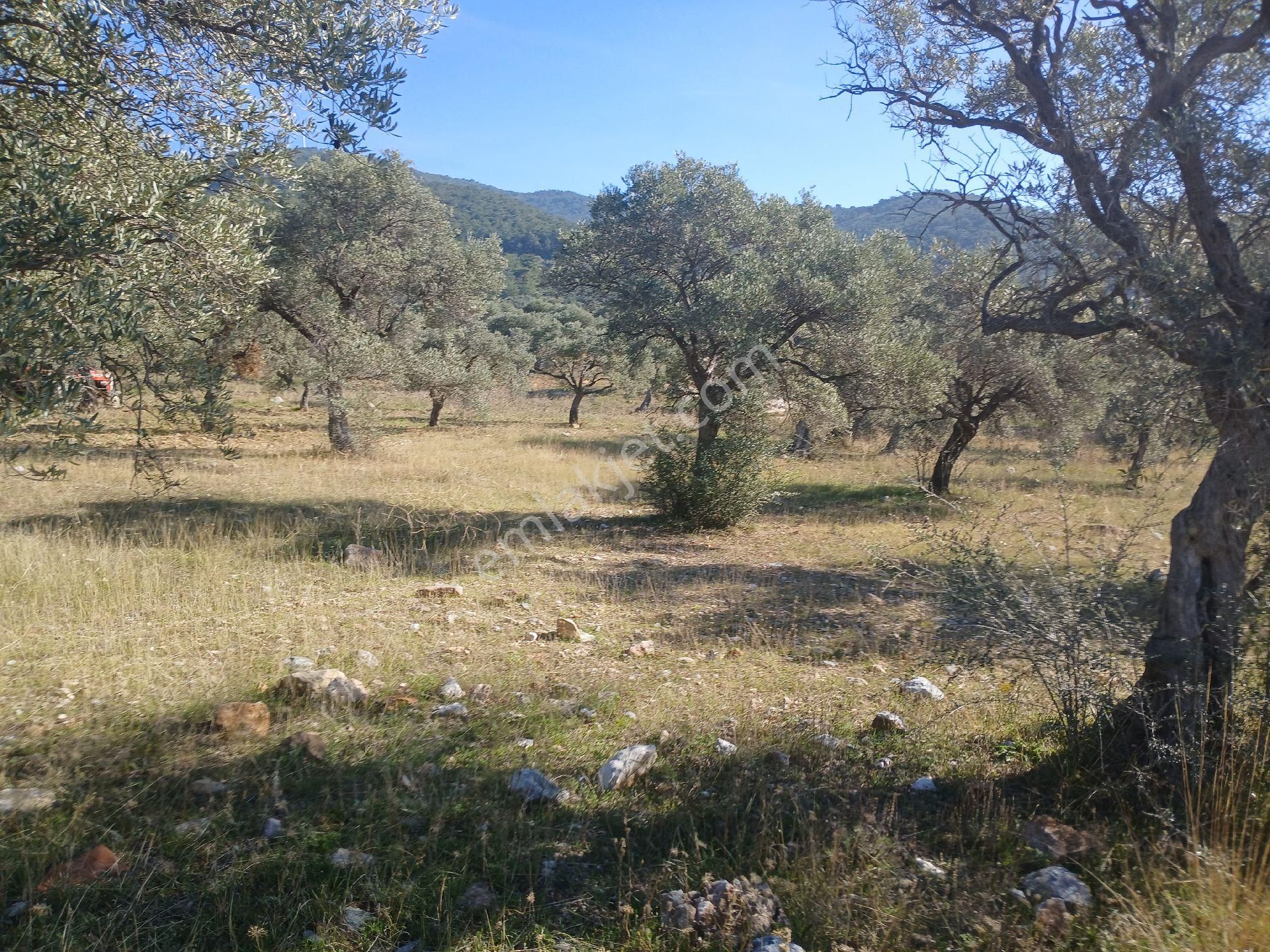 Torbalı Karakızlar Köyüne Yakın Zeytinli Tarla Satılık - Görsel 19
