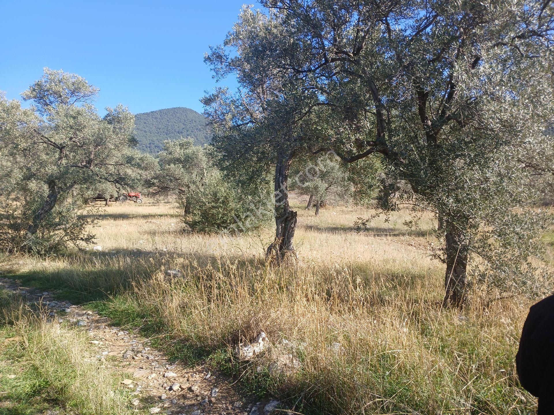 Torbalı Karakızlar Köyüne Yakın Zeytinli Tarla Satılık - Görsel 27