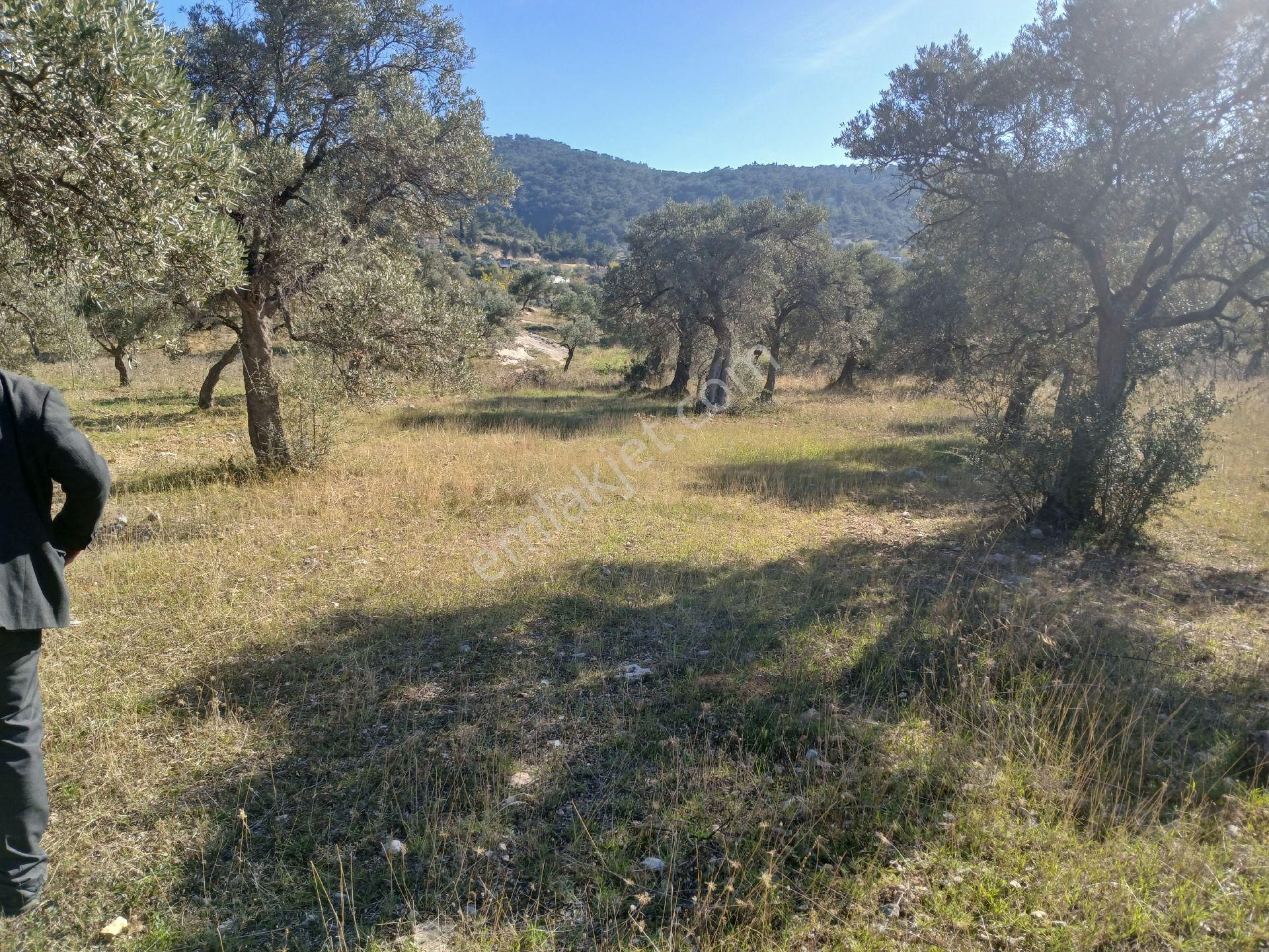 Torbalı Karakızlar Köyüne Yakın Zeytinli Tarla Satılık - Görsel 17