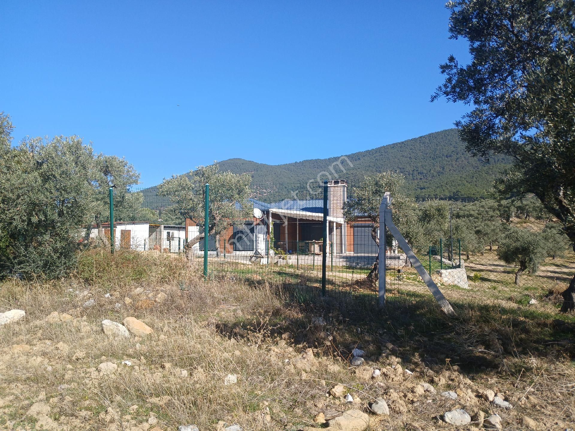 Torbalı Karakızlar Köyüne Yakın Zeytinli Tarla Satılık - Görsel 3