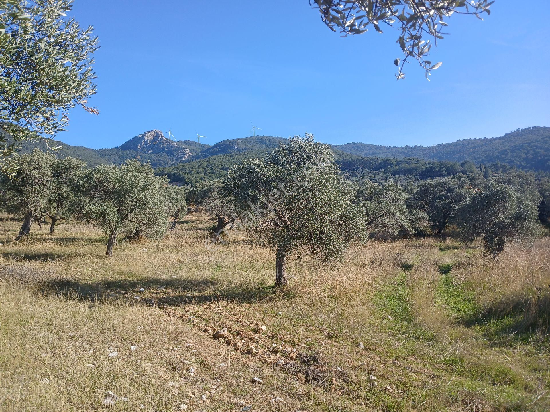 Torbalı Karakızlar Köyüne Yakın Zeytinli Tarla Satılık - Görsel 25
