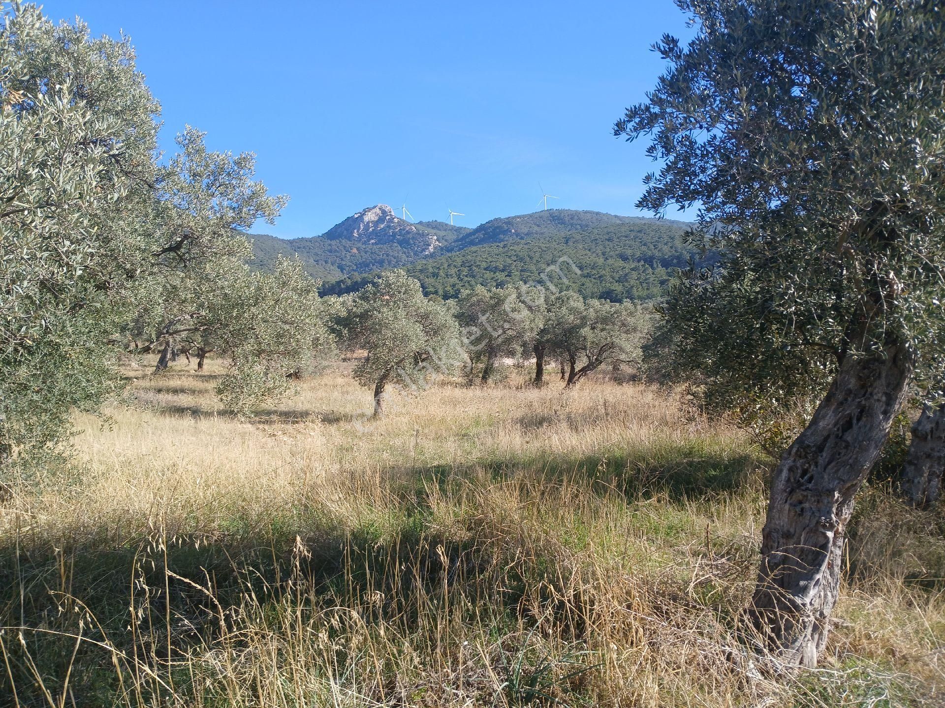 Torbalı Karakızlar Köyüne Yakın Zeytinli Tarla Satılık - Görsel 28