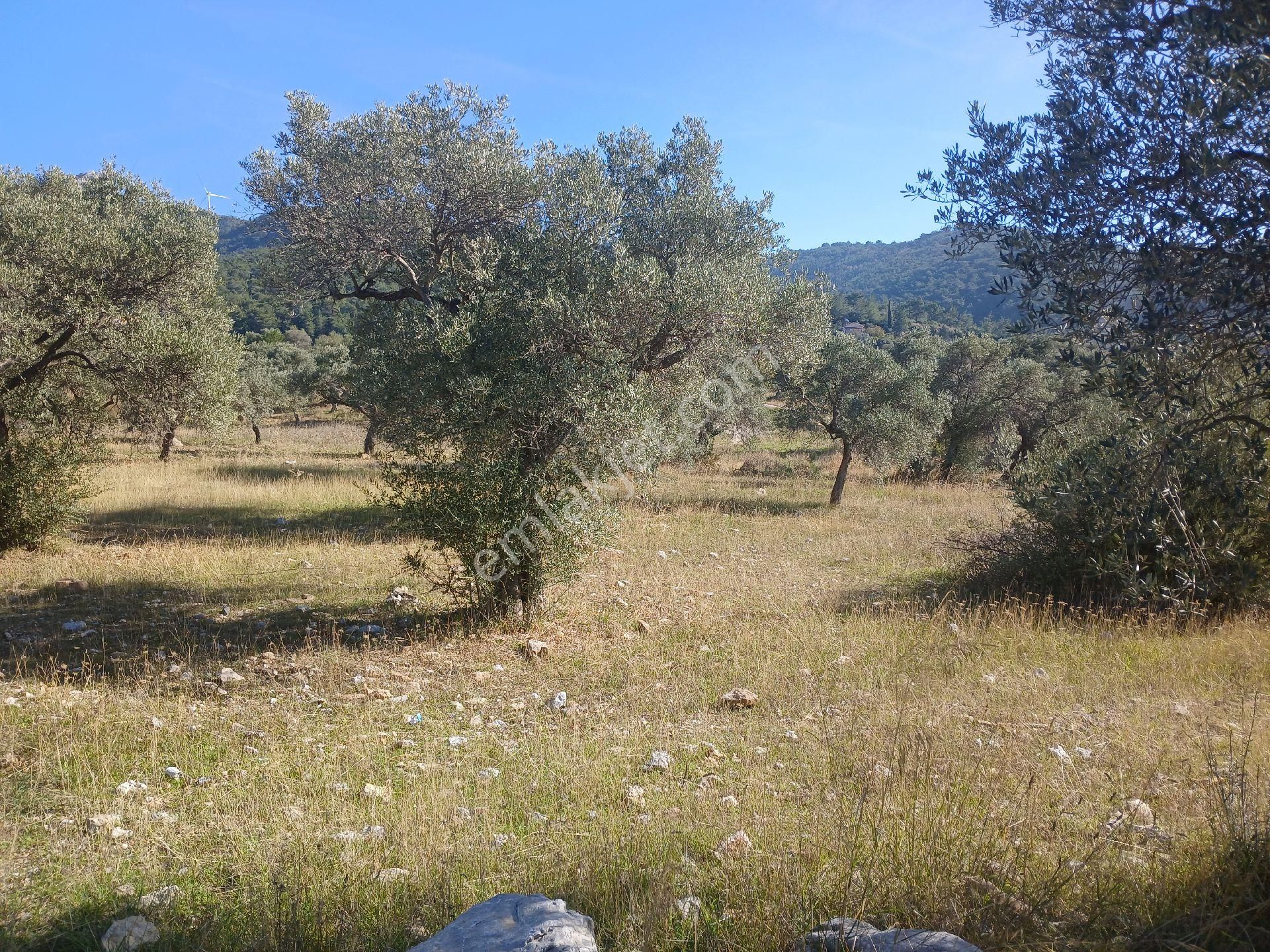 Torbalı Karakızlar Köyüne Yakın Zeytinli Tarla Satılık - Görsel 24