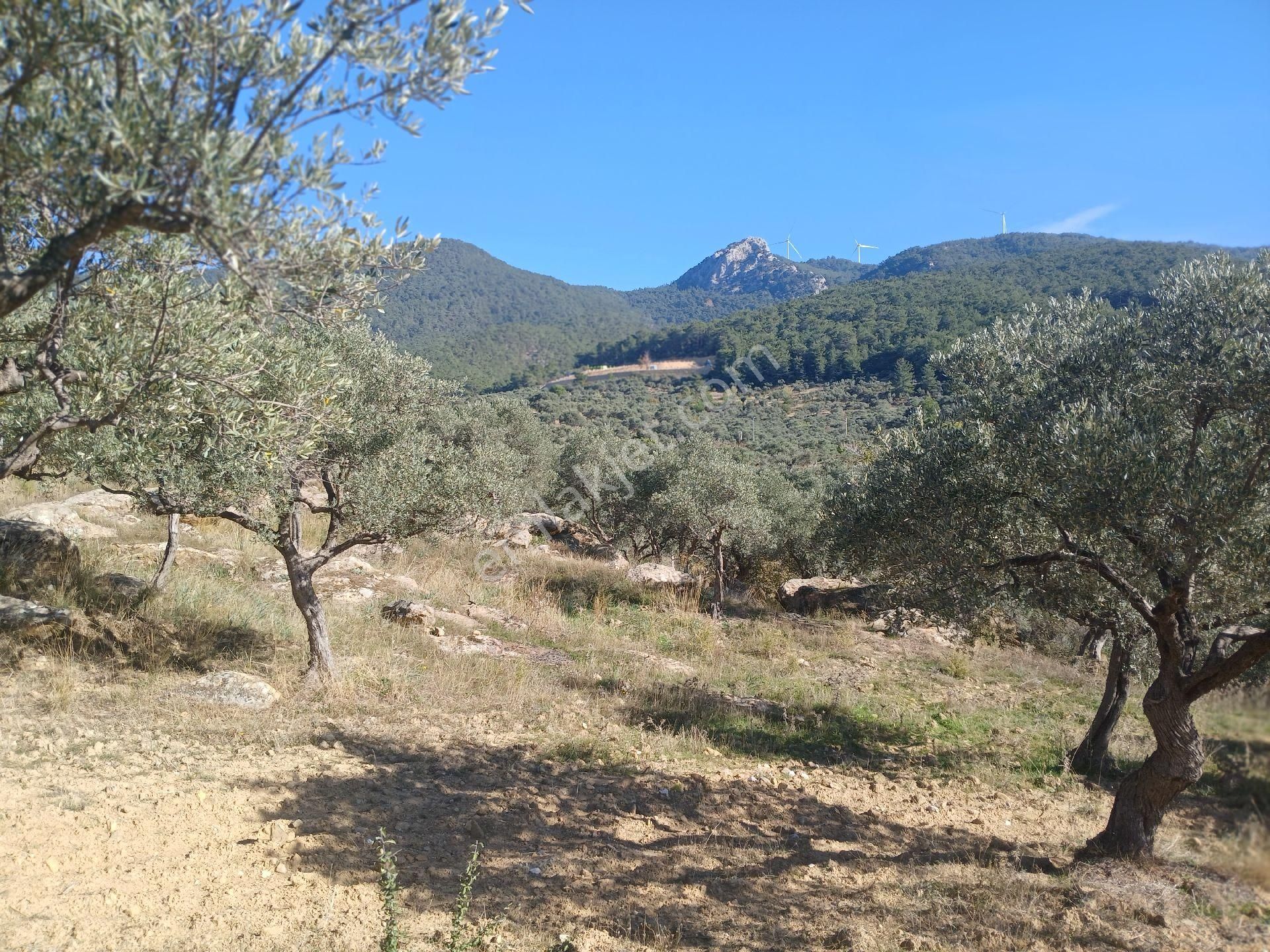 Torbalı Karakızlar Köyüne Yakın Zeytinli Tarla Satılık - Görsel 10