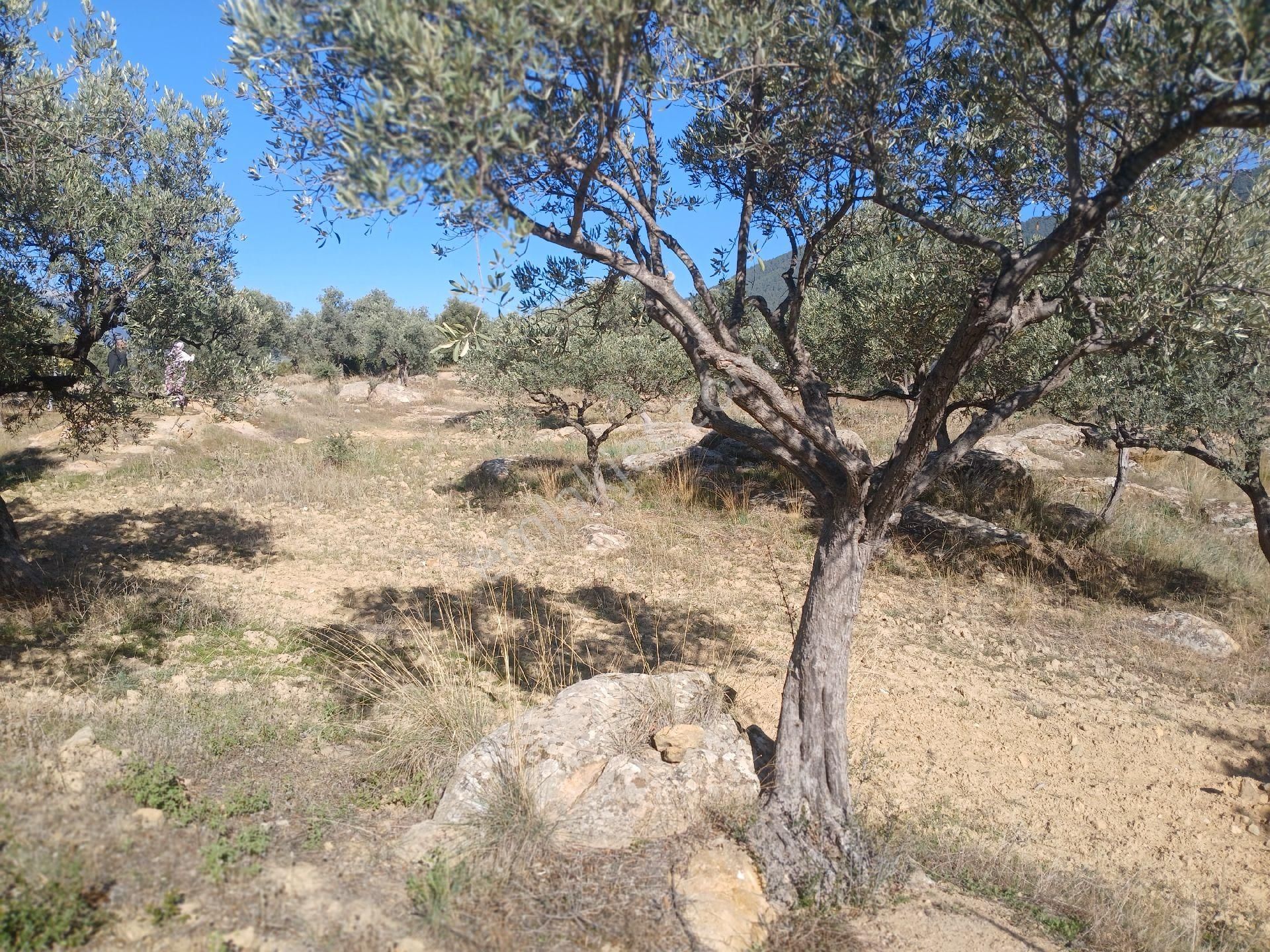 Torbalı Karakızlar Köyüne Yakın Zeytinli Tarla Satılık - Görsel 12