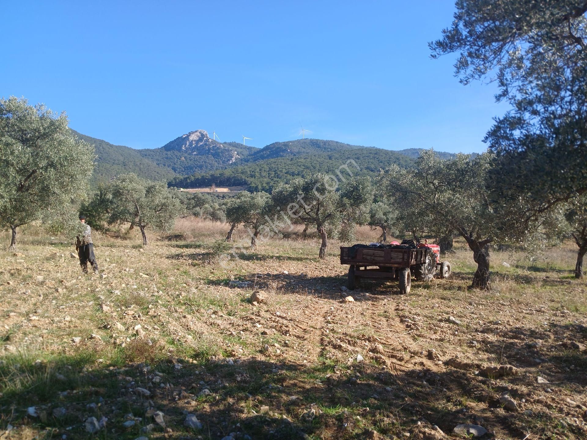 Torbalı Karakızlar Köyüne Yakın Zeytinli Tarla Satılık - Görsel 16