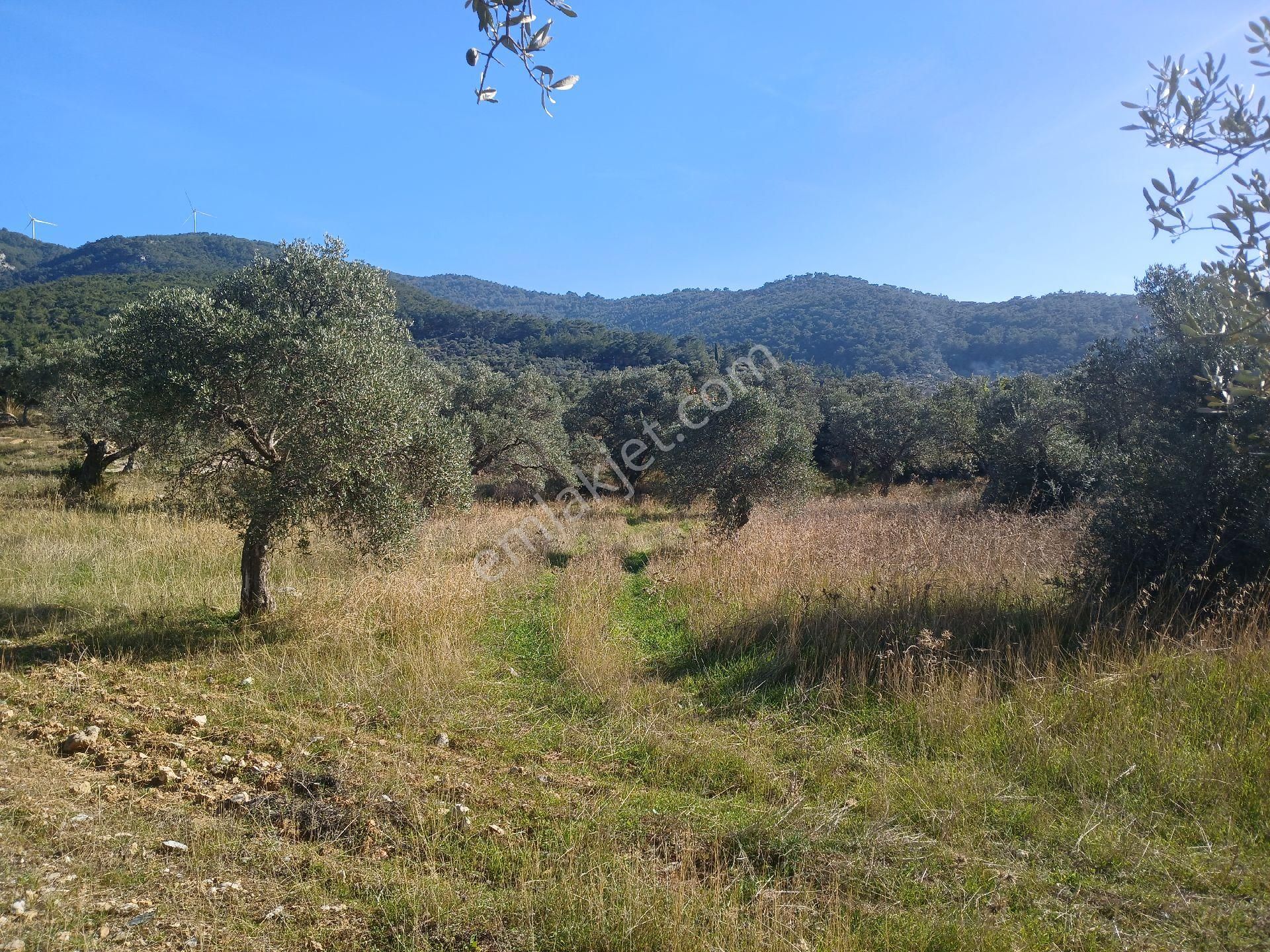 Torbalı Karakızlar Köyüne Yakın Zeytinli Tarla Satılık - Görsel 26
