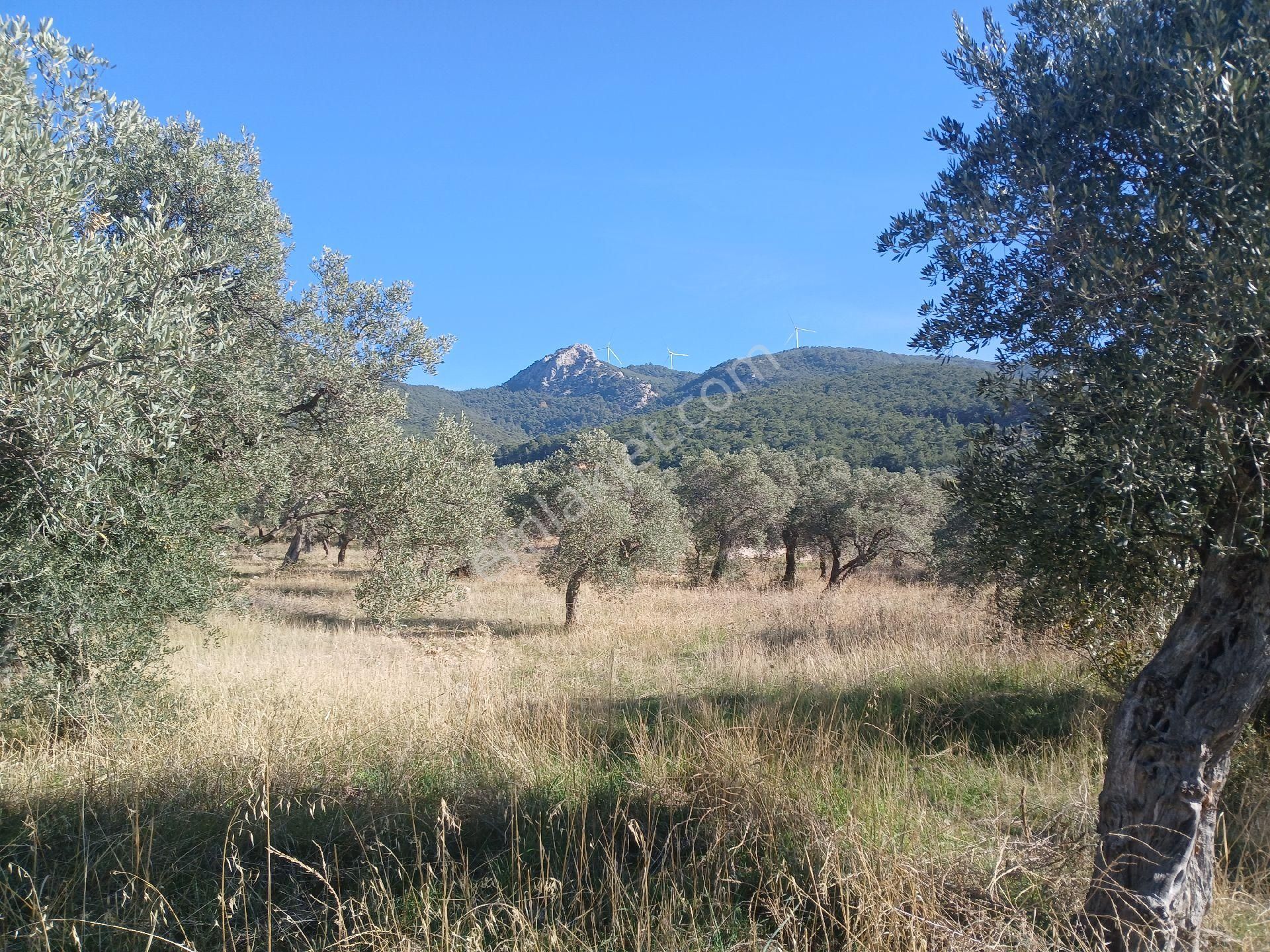 Torbalı Karakızlar Köyüne Yakın Zeytinli Tarla Satılık - Görsel 29