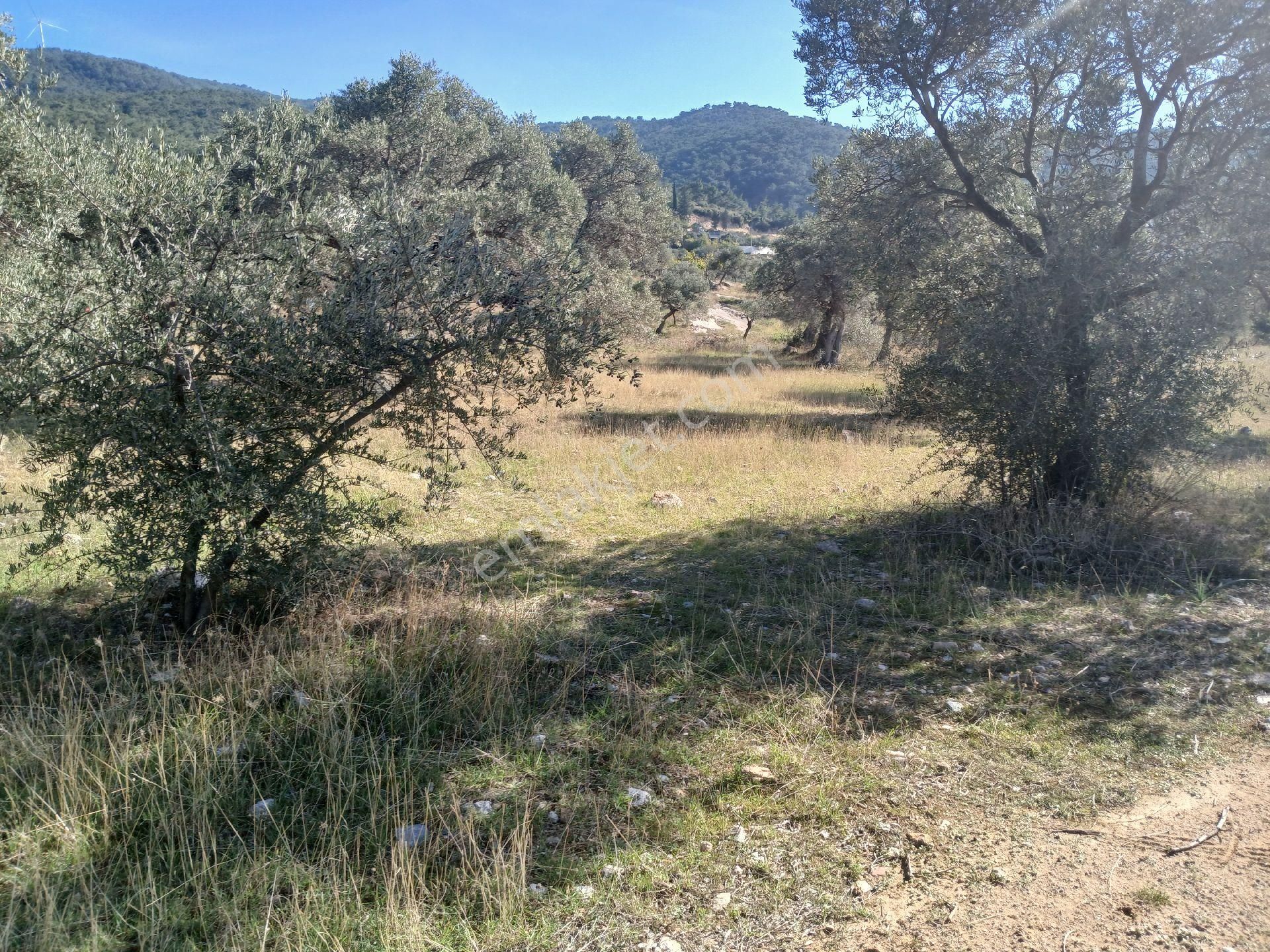 Torbalı Karakızlar Köyüne Yakın Zeytinli Tarla Satılık - Görsel 20