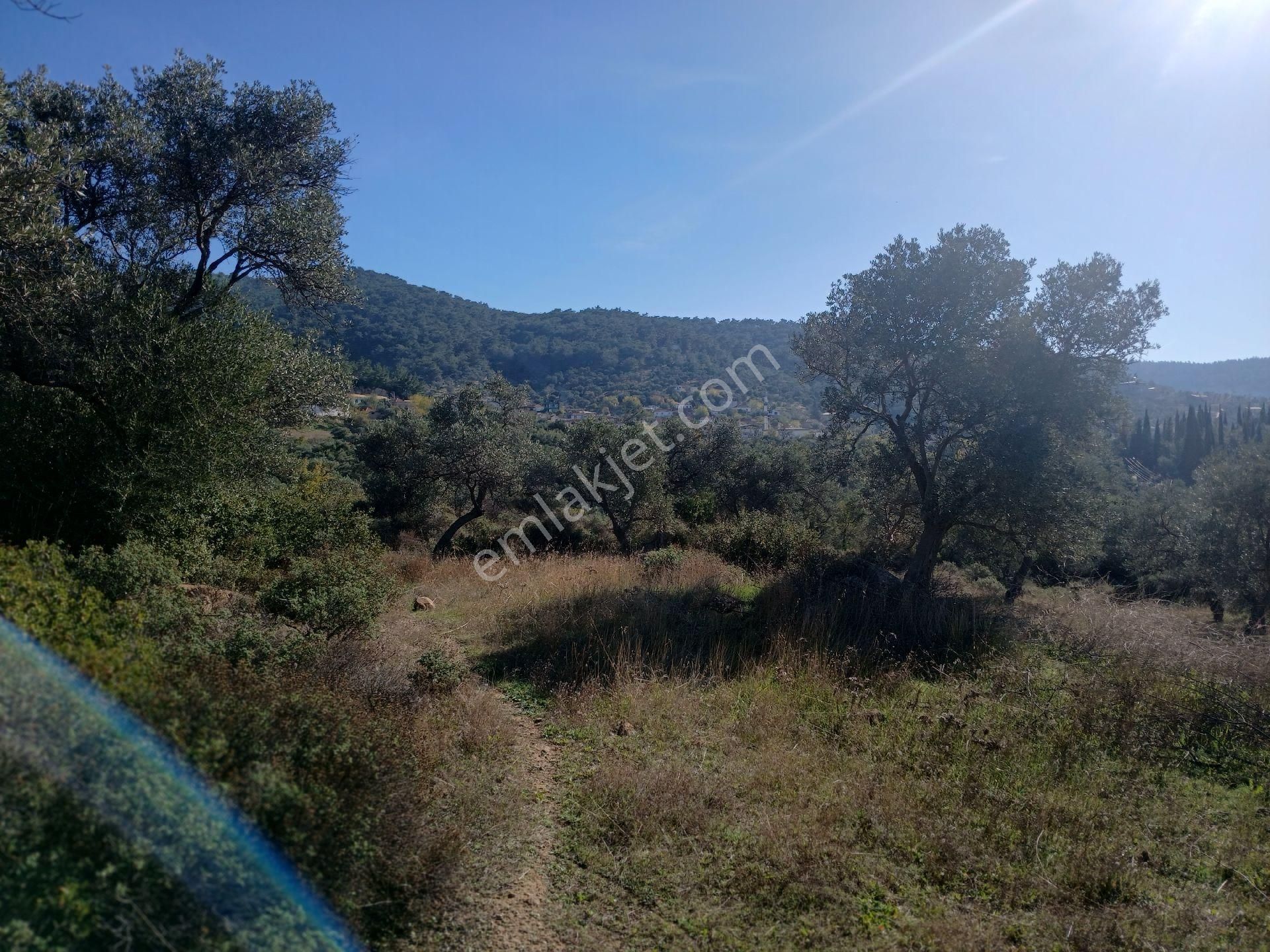 Torbalı Karakızlar Köyüne Yakın Zeytinli Tarla Satılık - Görsel 13