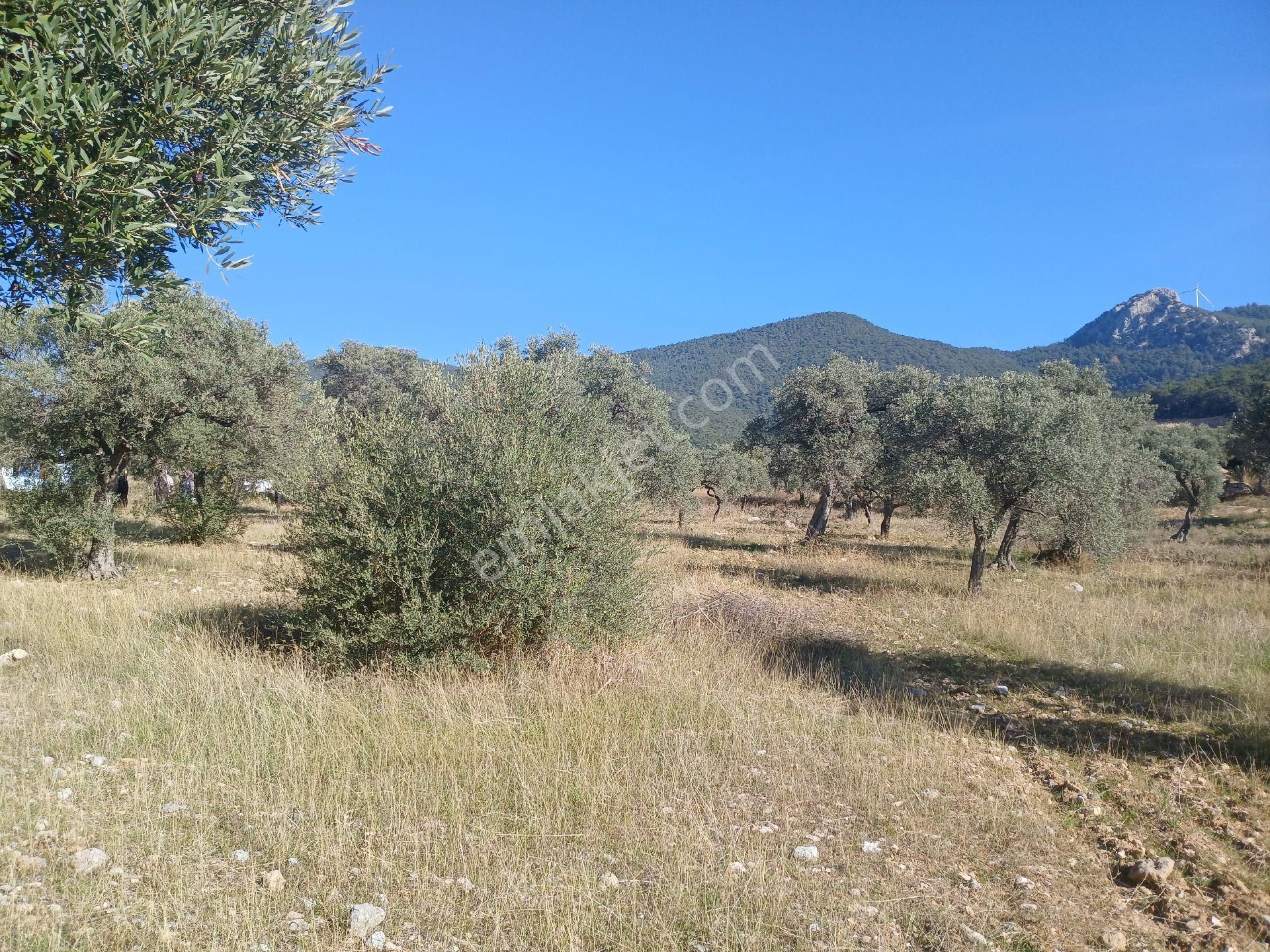 Torbalı Karakızlar Köyüne Yakın Zeytinli Tarla Satılık - Görsel 22