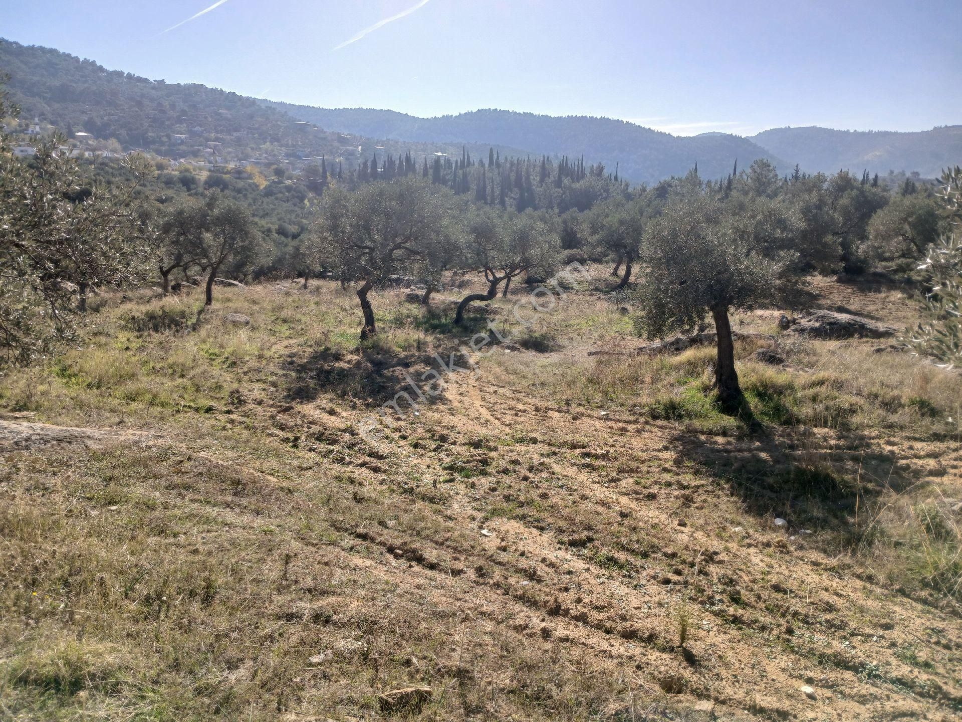 Torbalı Karakızlar Köyüne Yakın Zeytinli Tarla Satılık - Görsel 6
