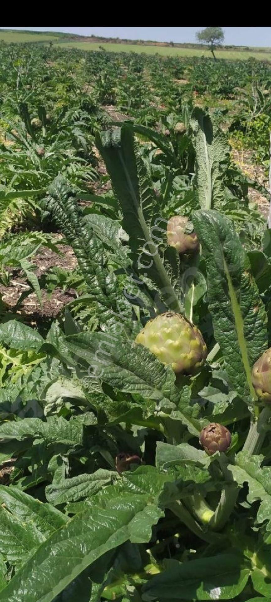 My Ekipdenbursa Karacabey Karakocada Teknosaba Yakın Arazi - Görsel 24