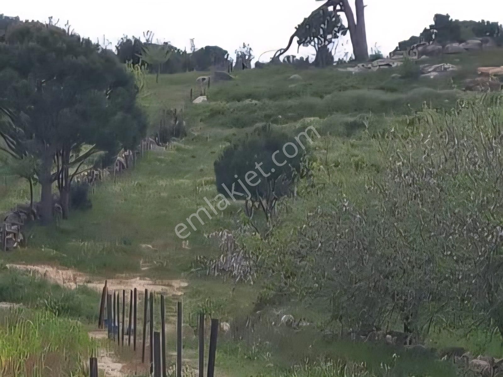 Milas Akkovanlık Satılık Tarla - Görsel 12