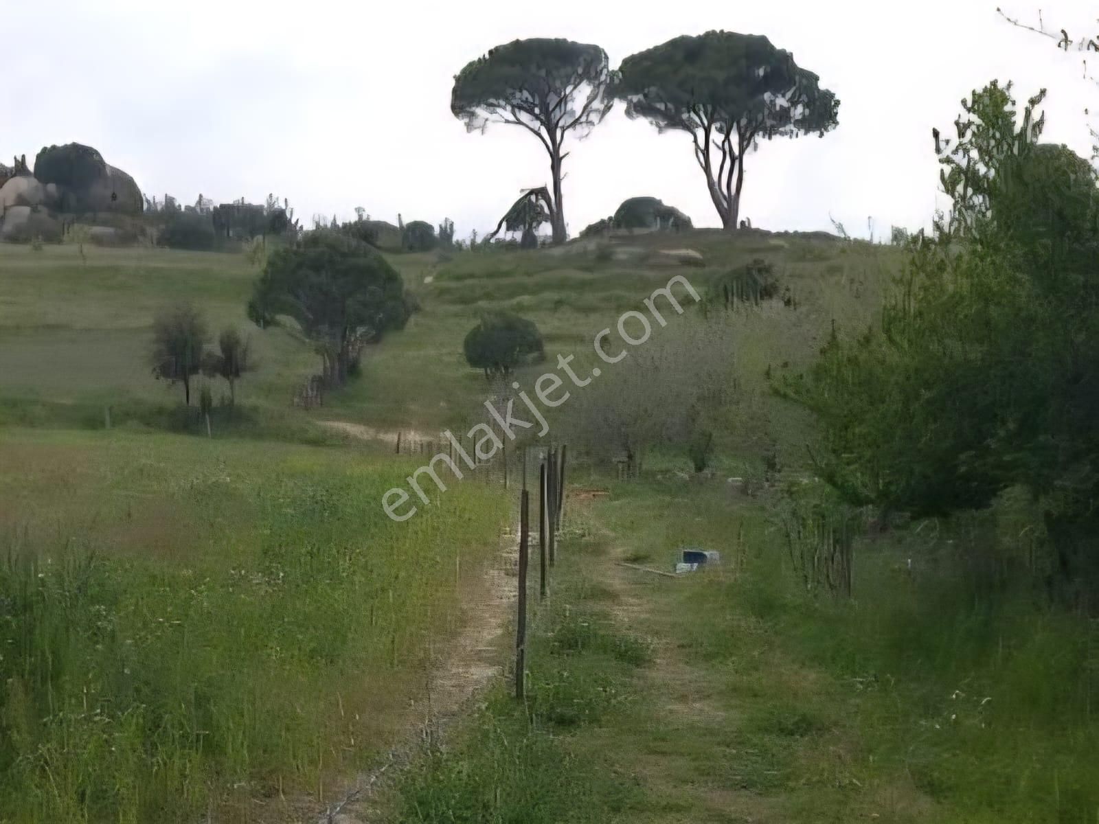 Milas Akkovanlık Satılık Tarla - Görsel 21