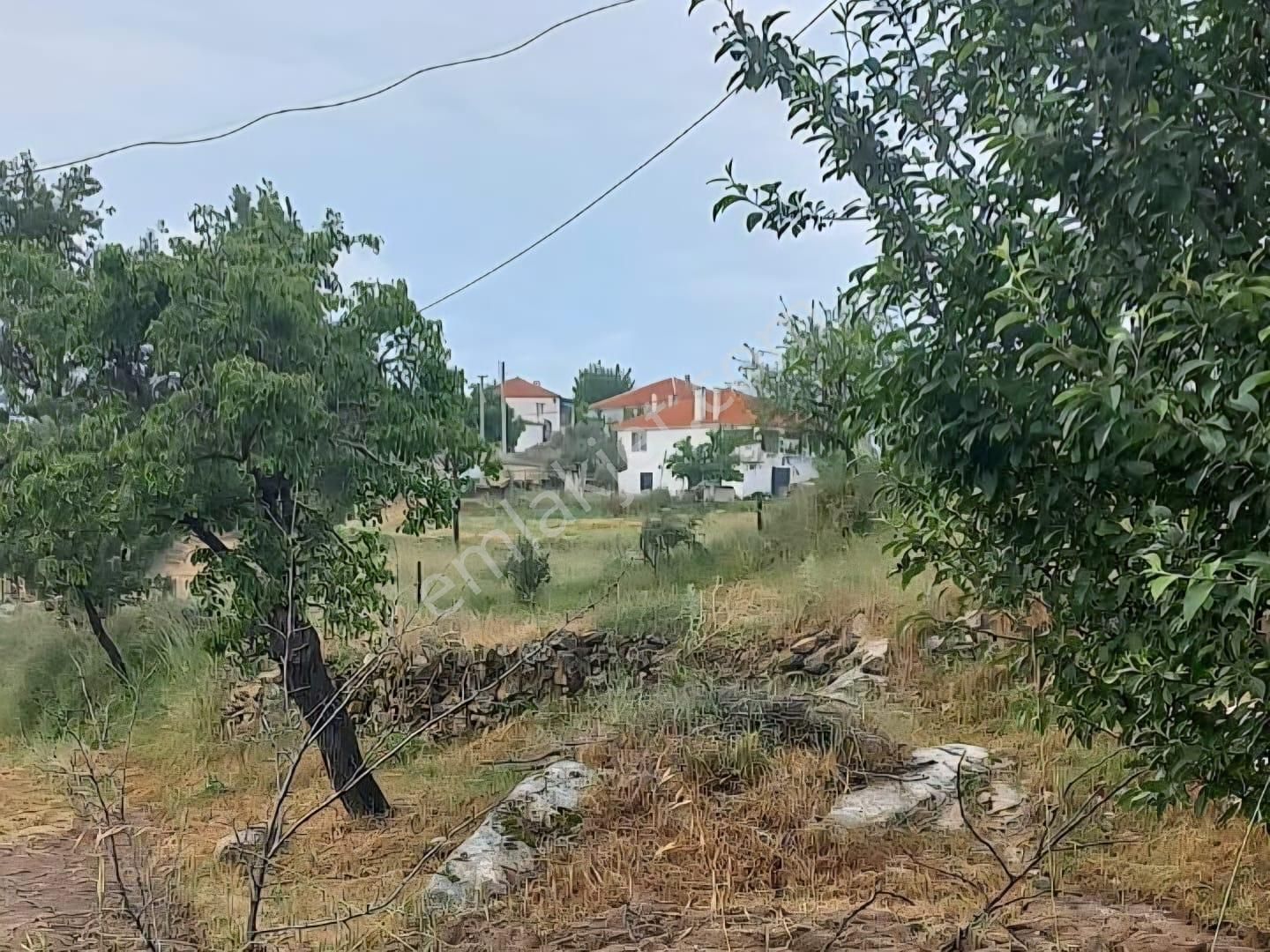 Milas Akkovanlık Satılık Tarla - Görsel 5