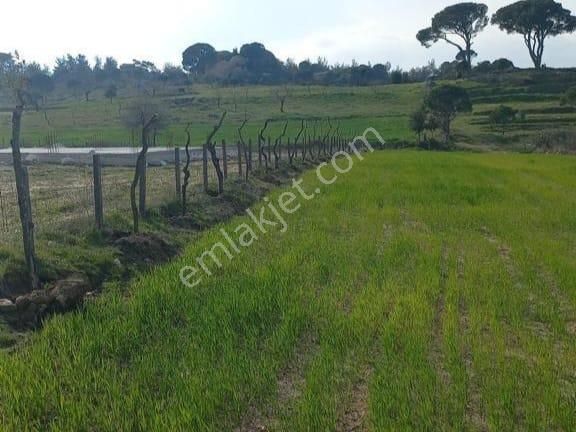 Milas Akkovanlık Satılık Tarla - Görsel 6