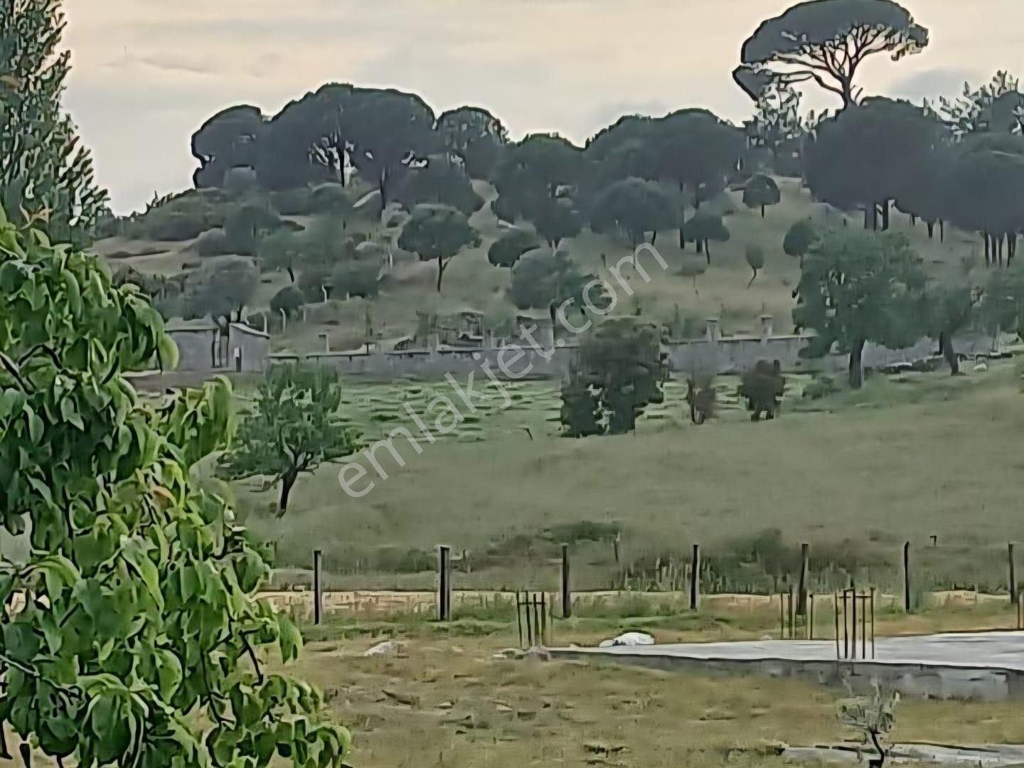 Milas Akkovanlık Satılık Tarla - Görsel 19