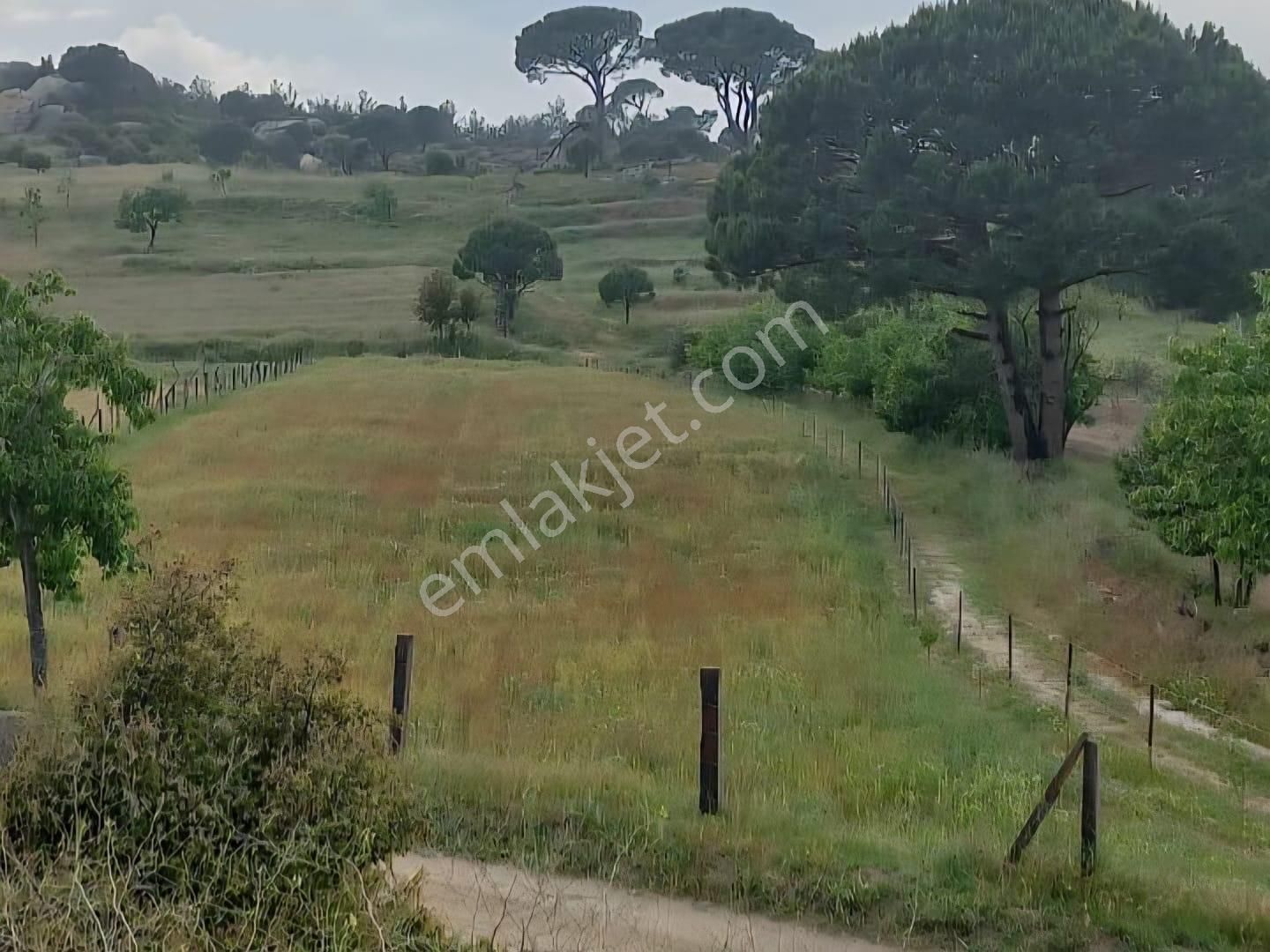 Milas Akkovanlık Satılık Tarla