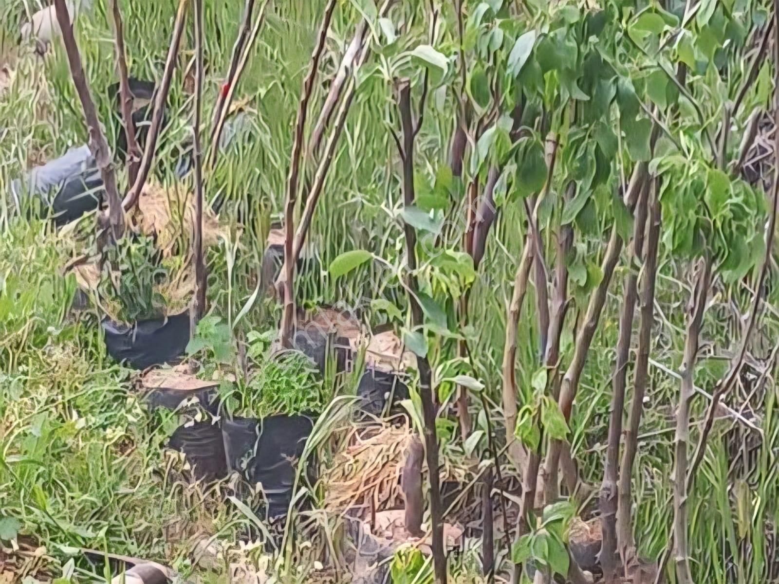 Milas Akkovanlık Satılık Tarla - Görsel 8