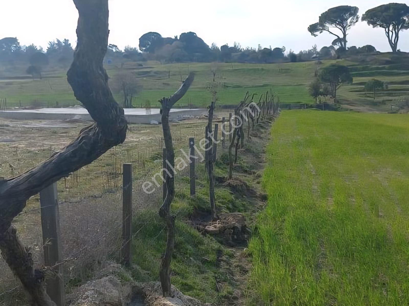 Milas Akkovanlık Satılık Tarla - Görsel 14