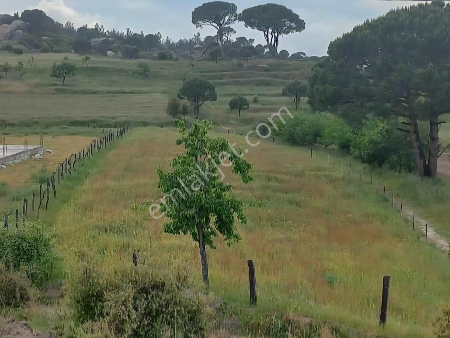 Milas Akkovanlık Satılık Tarla - Görsel 4