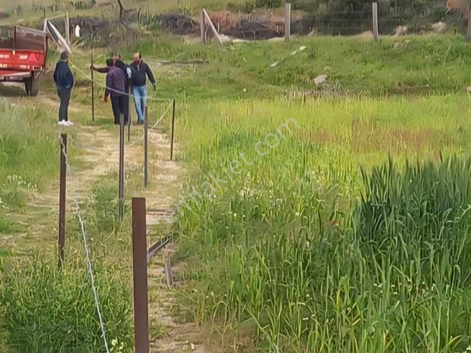 Milas Akkovanlık Satılık Tarla - Görsel 7