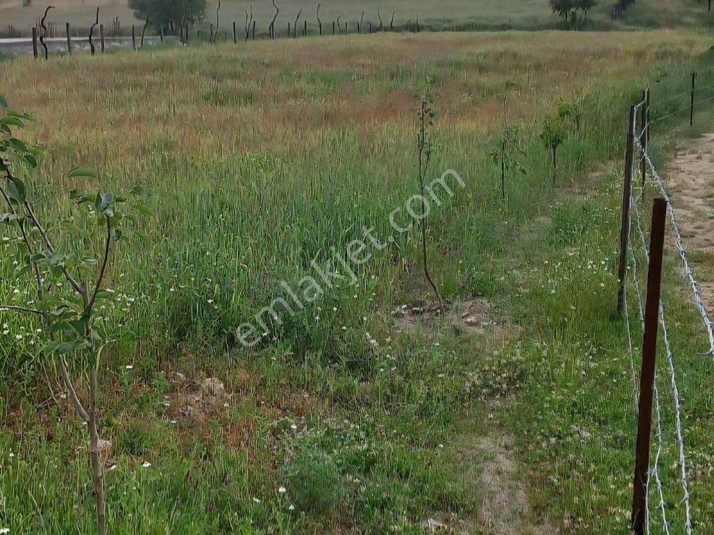 Milas Akkovanlık Satılık Tarla - Görsel 11