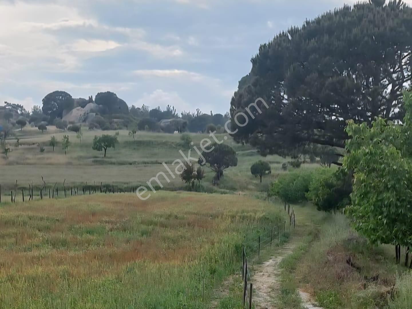 Milas Akkovanlık Satılık Tarla - Görsel 2