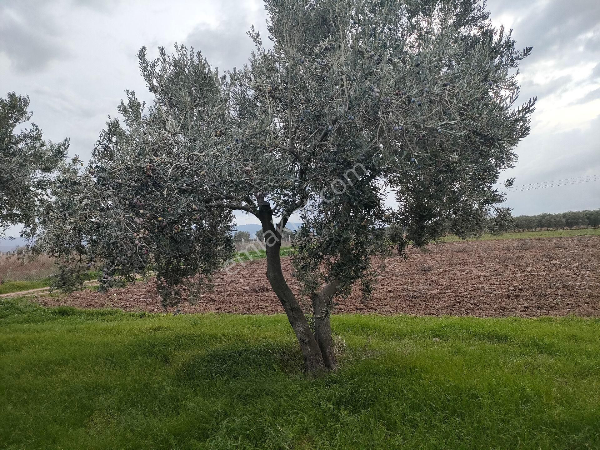 Bölcek Mah. Satılık Zeytinlik - Görsel 14