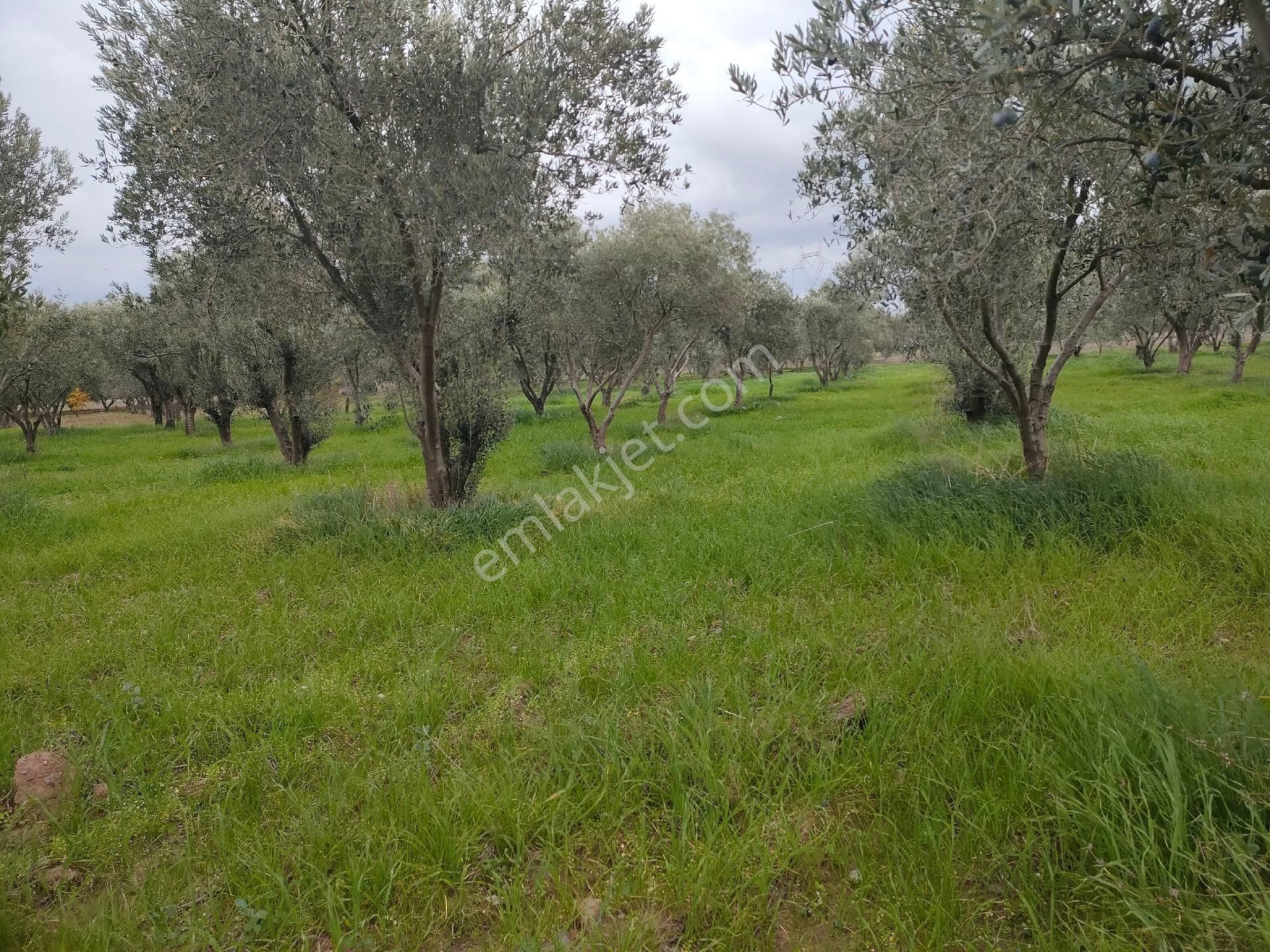 Bölcek Mah. Satılık Zeytinlik - Görsel 9