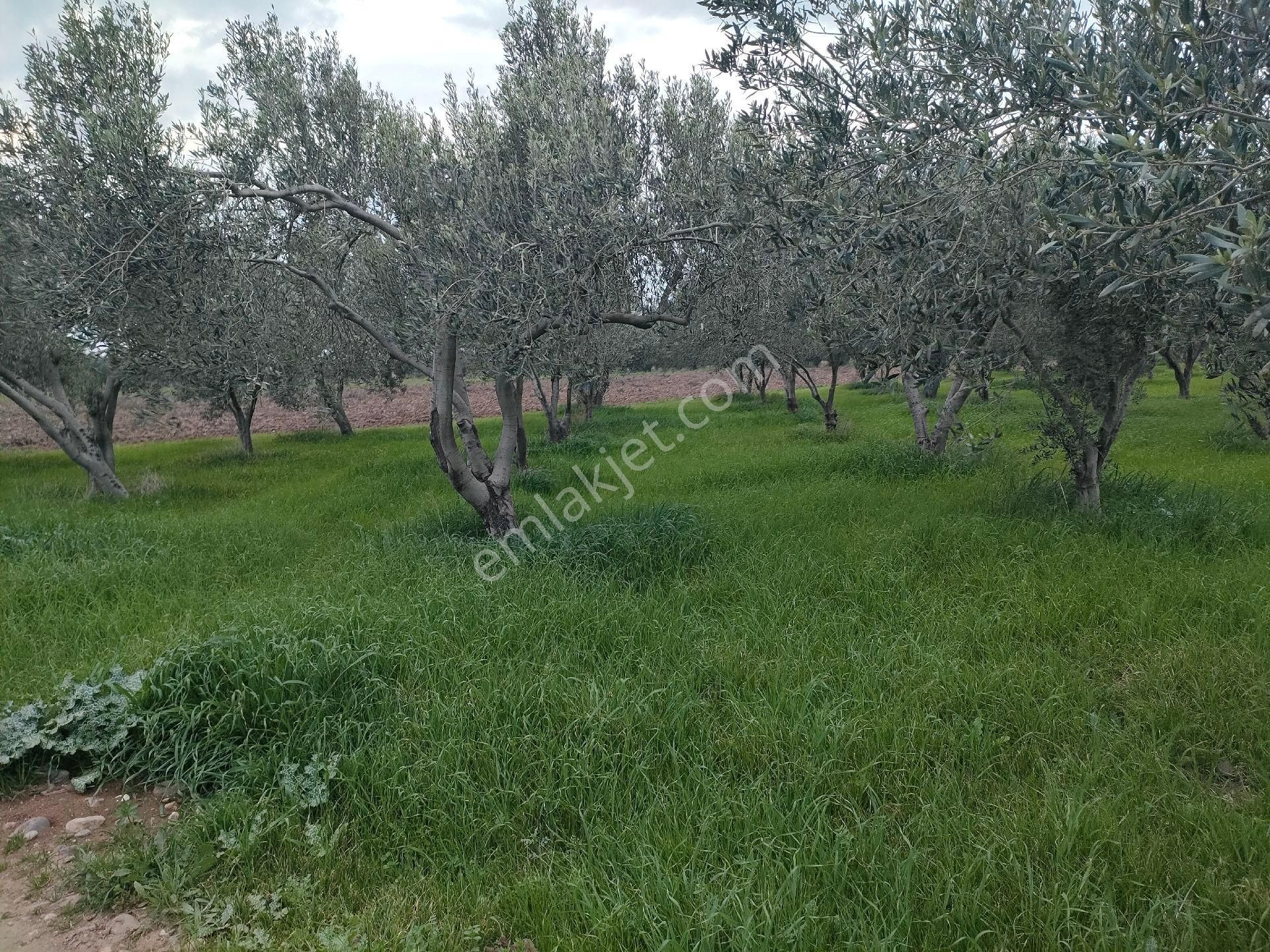 Bölcek Mah. Satılık Zeytinlik - Görsel 18