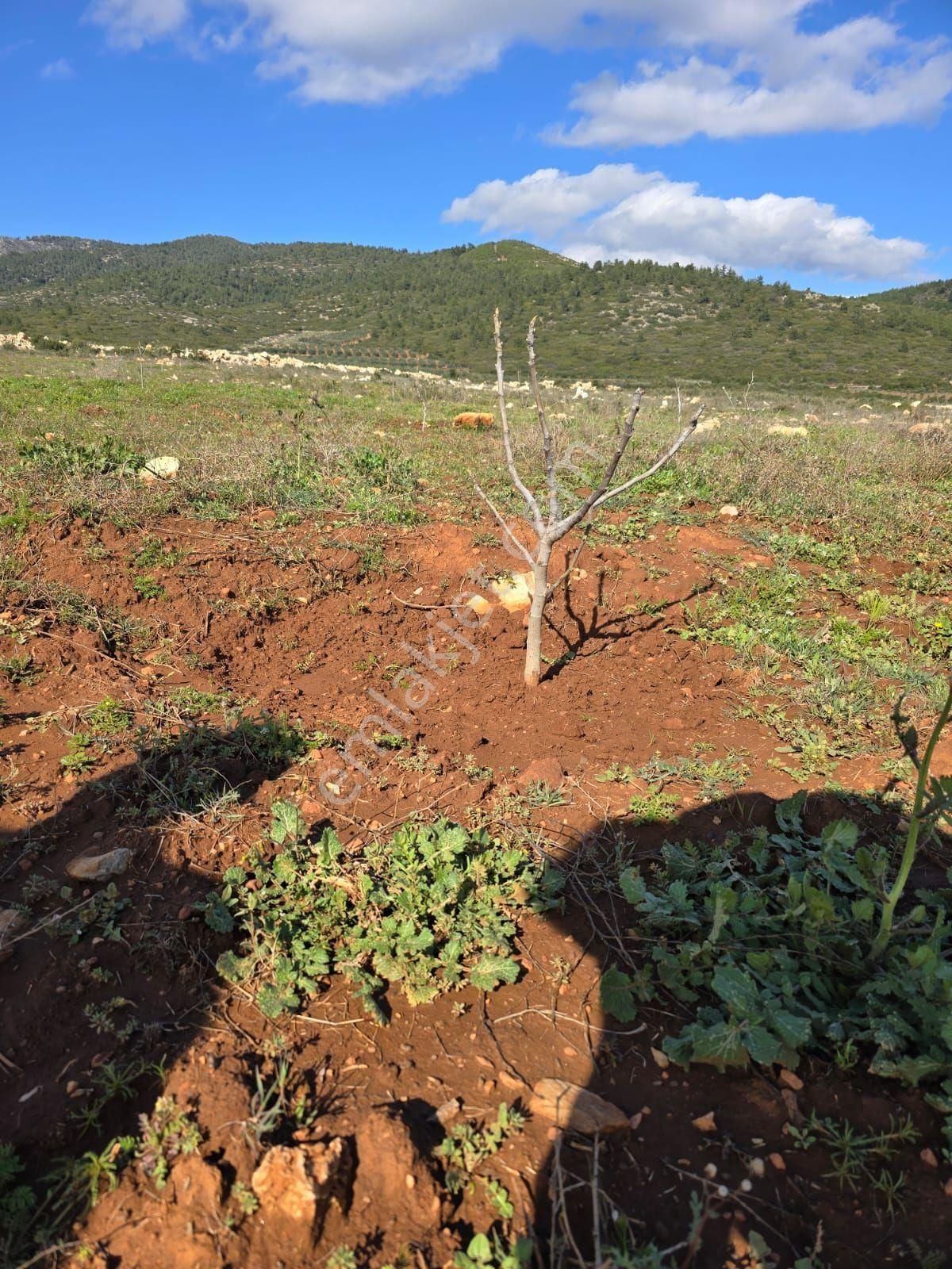 Aydın Karacasuda Satılık 56 Dönüm Tarla - Görsel 6
