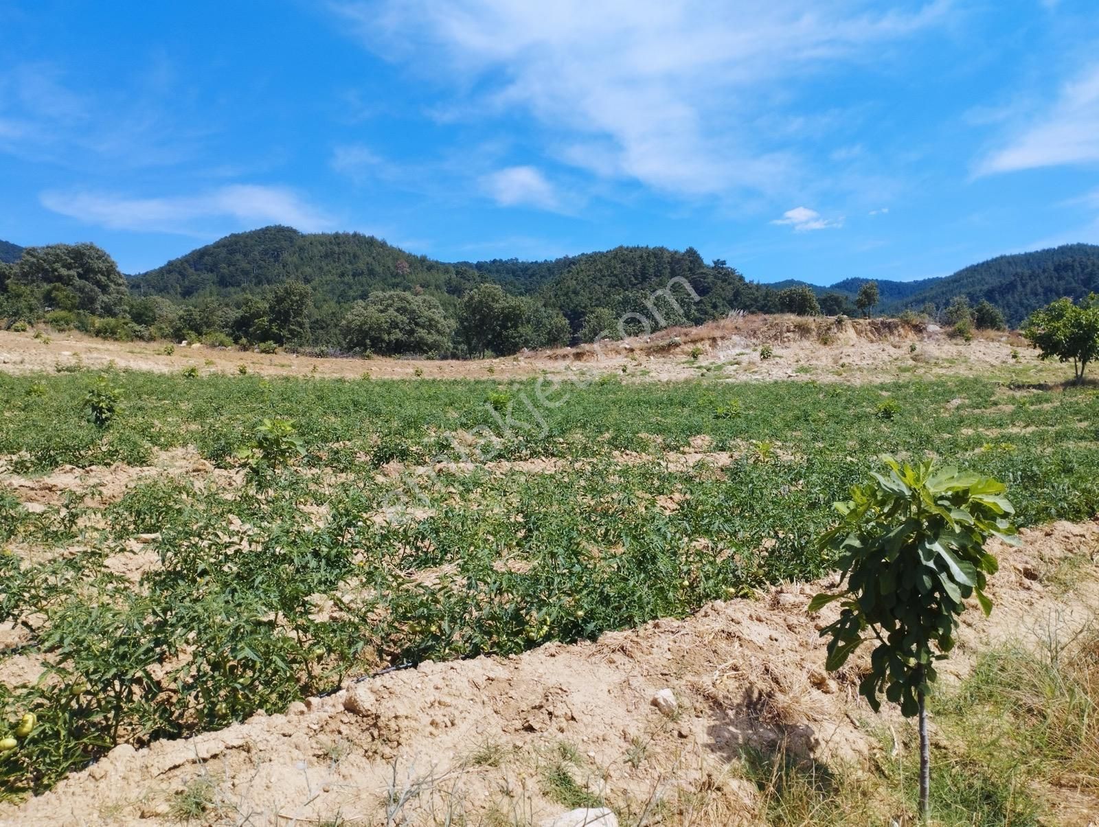 Takasa Açık Kuyucak Hazır İncir Bahçesi 37,330 M2