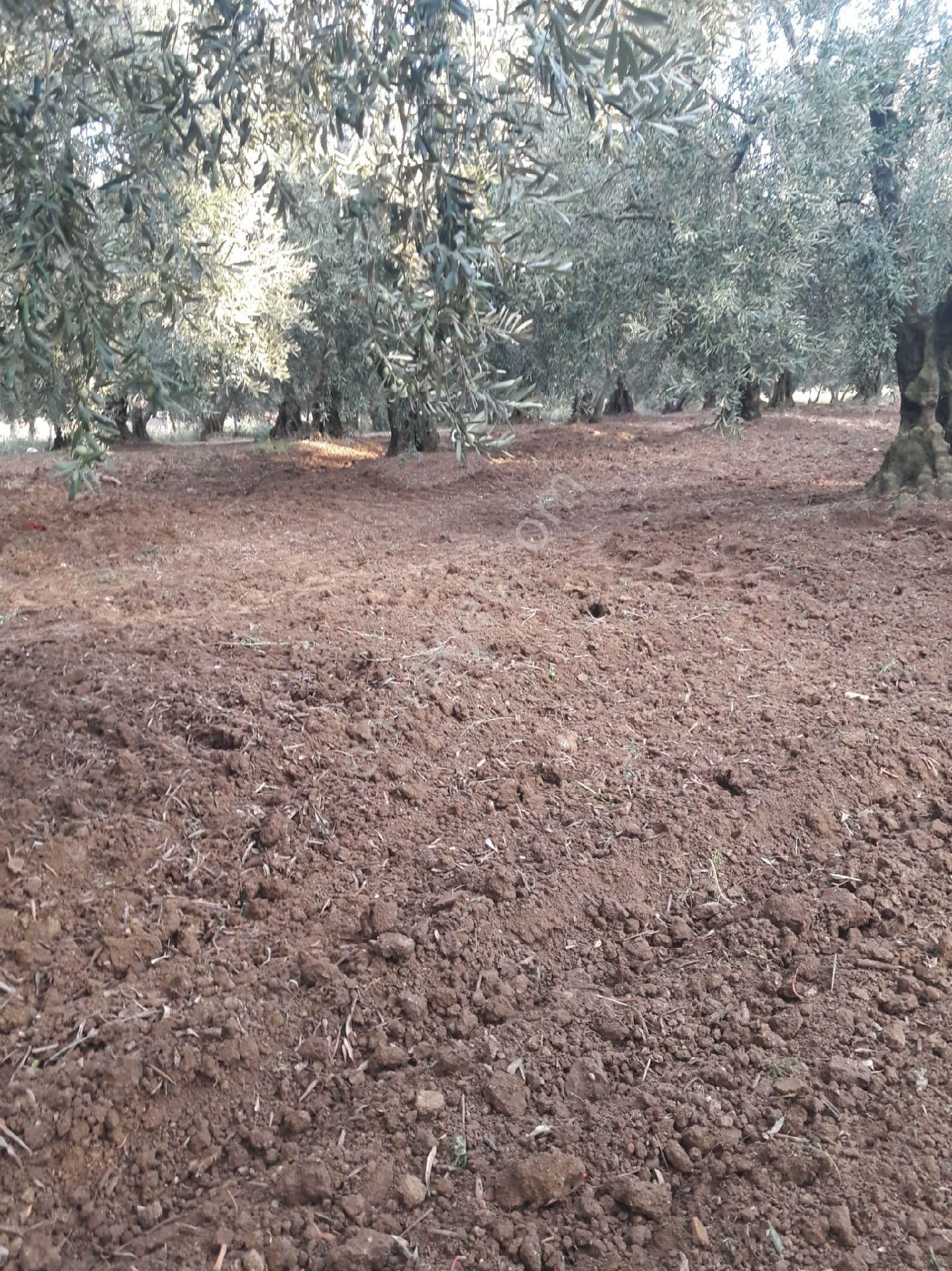 👉 Bursa Mudanya’da Fırsat Zeytinlik– 1.739 M², Resmi Yol Cepheli - Görsel 10