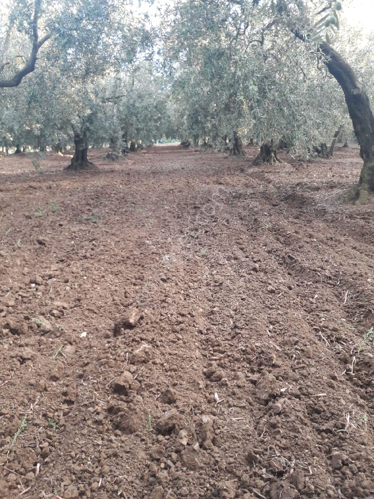 👉 Bursa Mudanya’da Fırsat Zeytinlik– 1.739 M², Resmi Yol Cepheli - Görsel 6