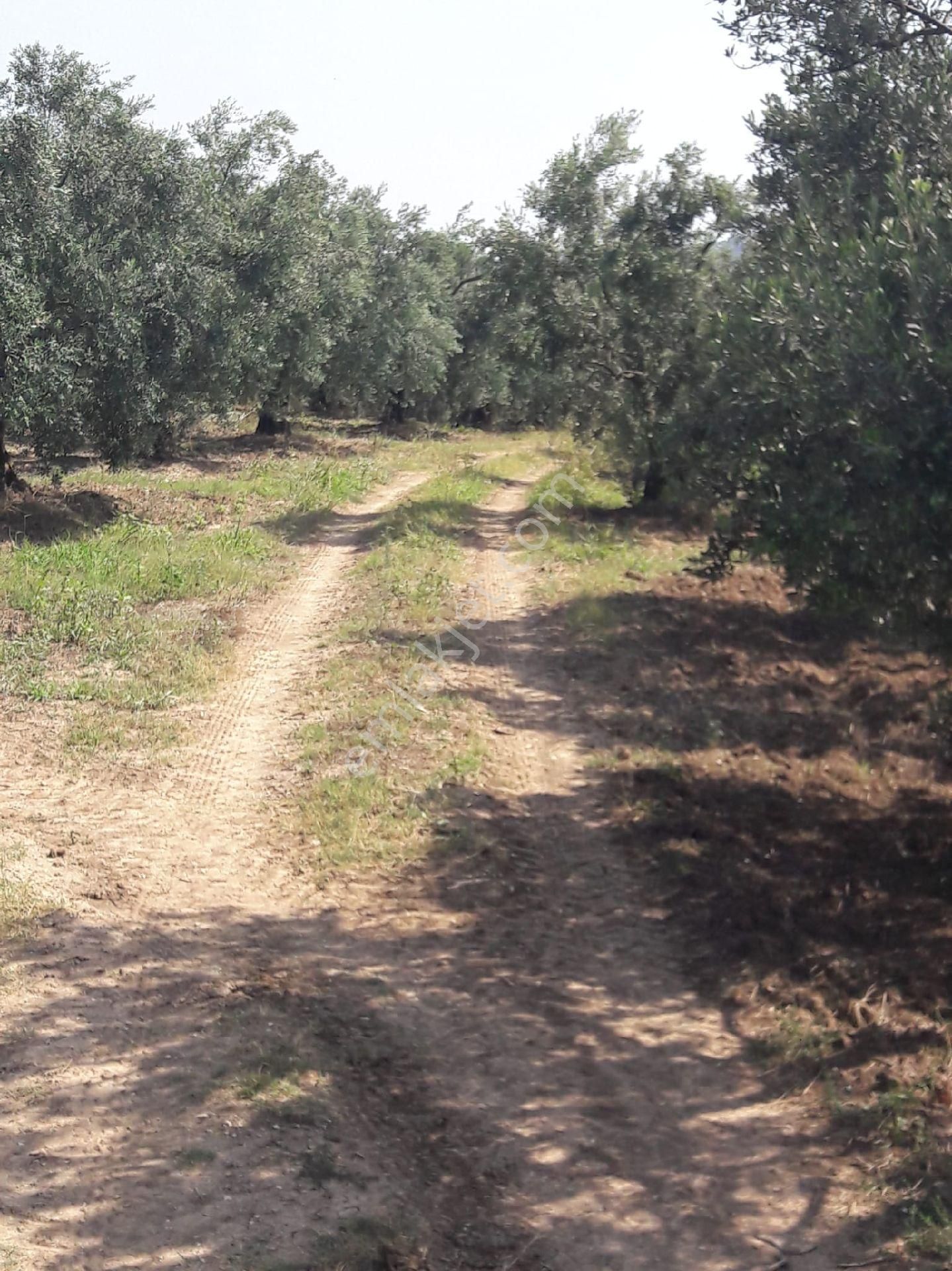 👉 Bursa Mudanya’da Fırsat Zeytinlik– 1.739 M², Resmi Yol Cepheli - Görsel 9