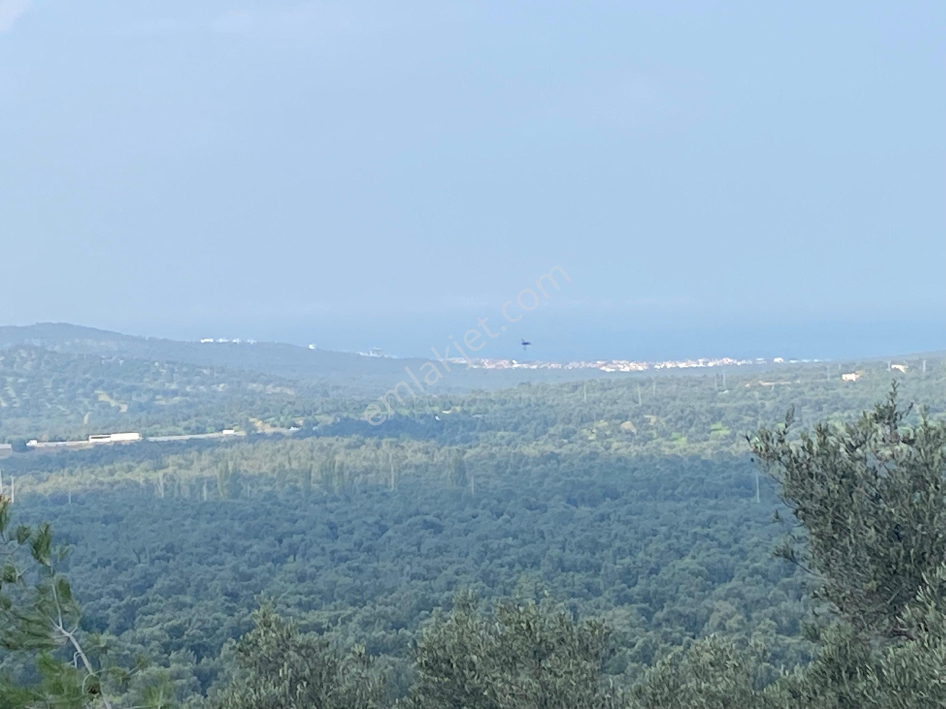 Burhaniye Pelitköyde Satılık Zeytinlik - Görsel 24