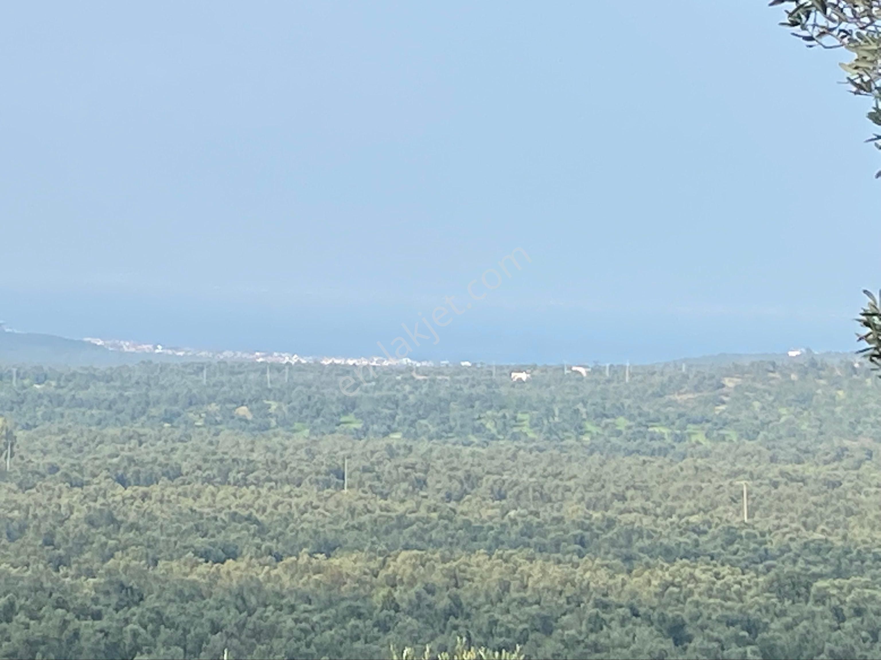 Burhaniye Pelitköyde Satılık Zeytinlik - Görsel 7