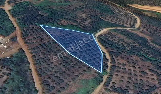Balıkesir Bandırma Sunullah Mah. 3.283 M2 Satılık Zeytinlik Yatırımlık - Görsel 2
