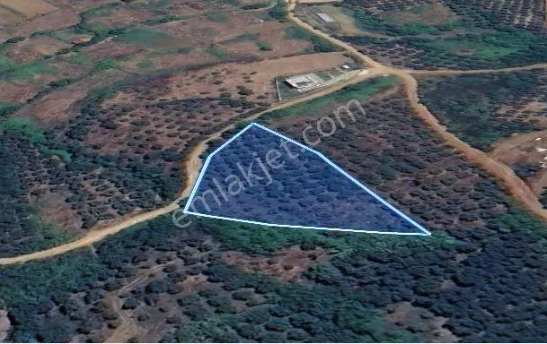 Balıkesir Bandırma Sunullah Mah. 3.283 M2 Satılık Zeytinlik Yatırımlık - Görsel 4