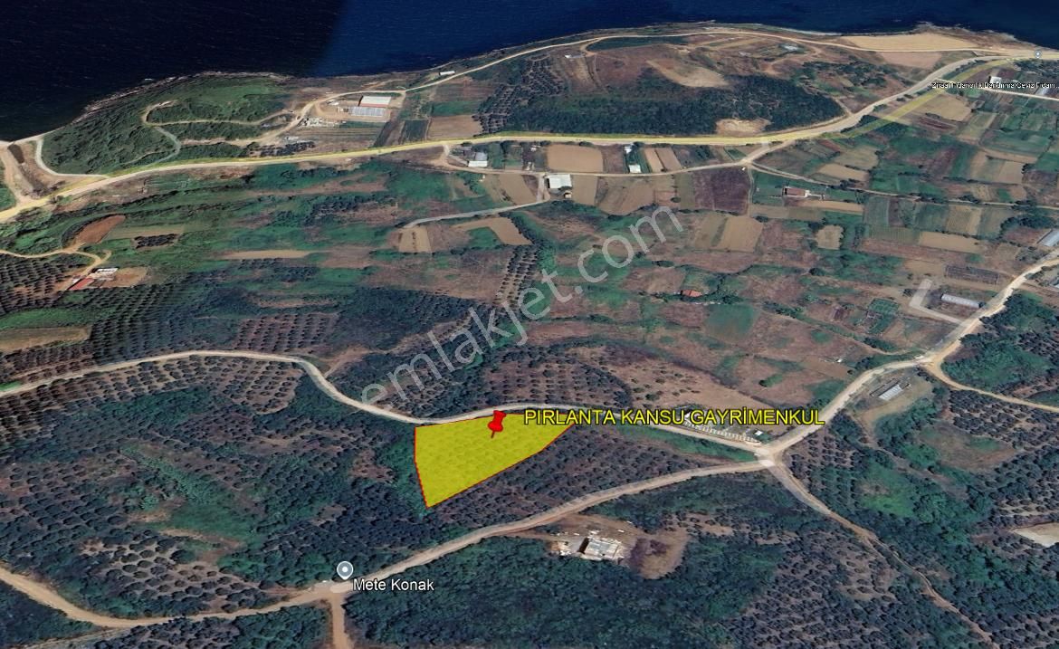 Balıkesir Bandırma Sunullah Mah. 3.283 M2 Satılık Zeytinlik Yatırımlık - Görsel 7