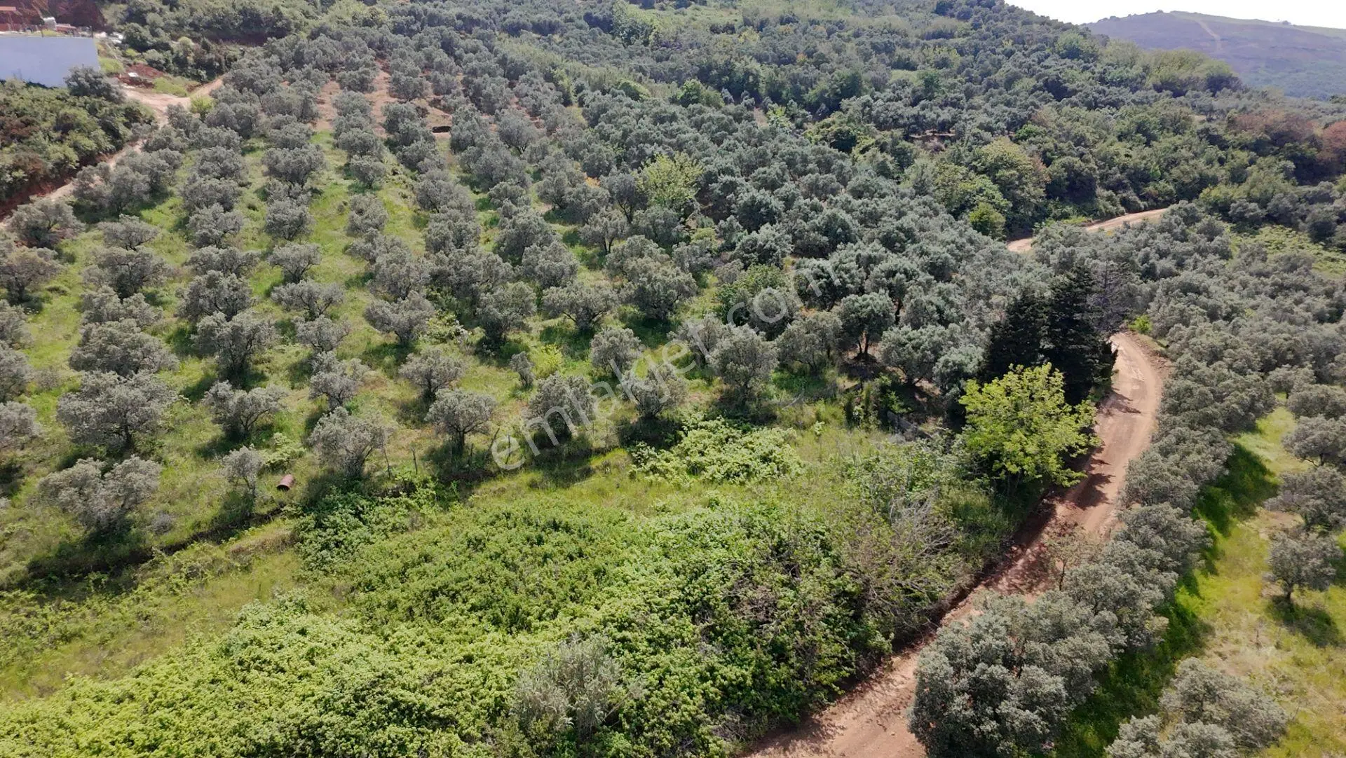 Balıkesir Bandırma Sunullah Mah. 3.283 M2 Satılık Zeytinlik Yatırımlık - Görsel 3