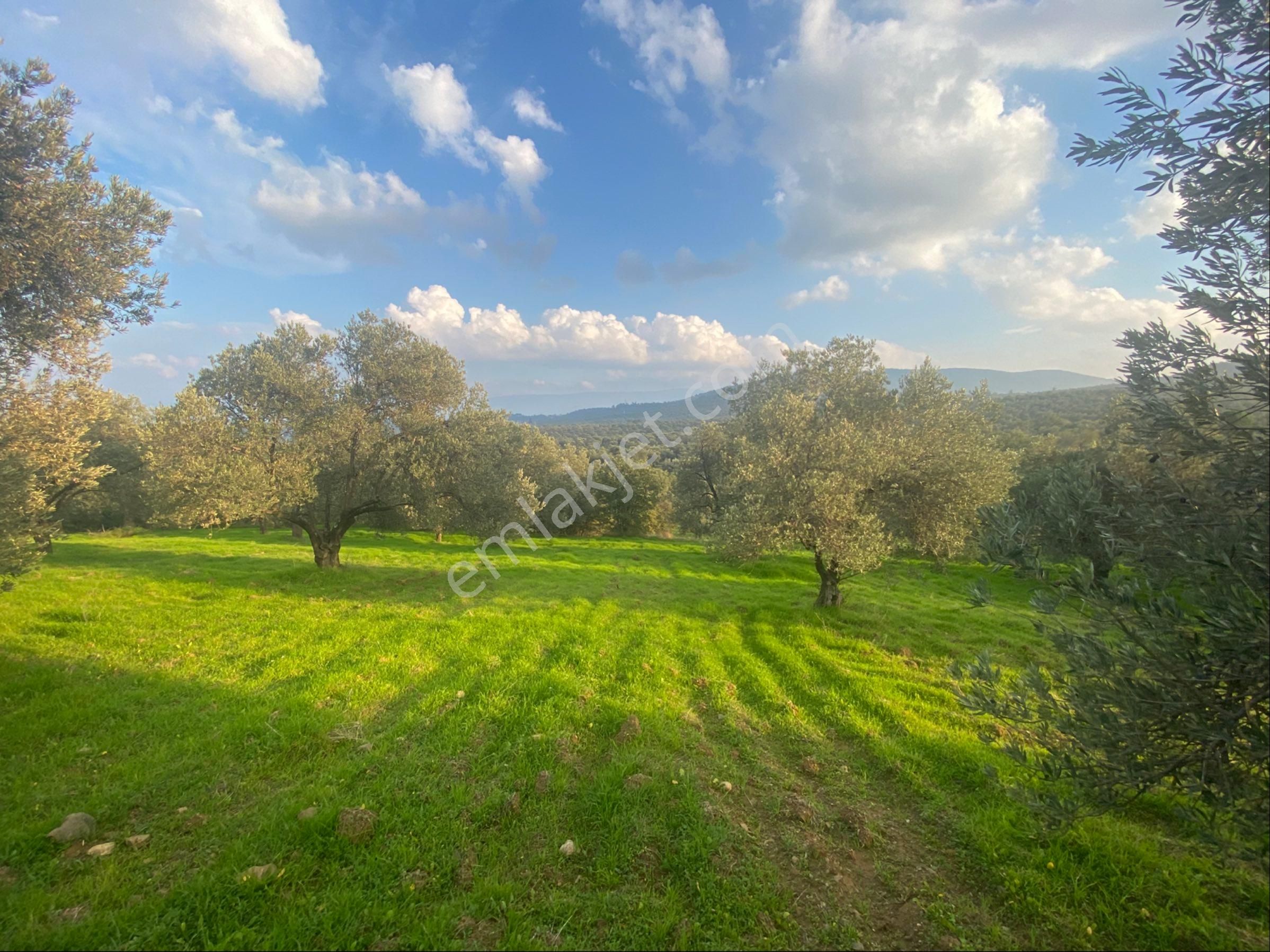 Balıkesir Burhaniyede Satılık Zeytinlik - Görsel 16