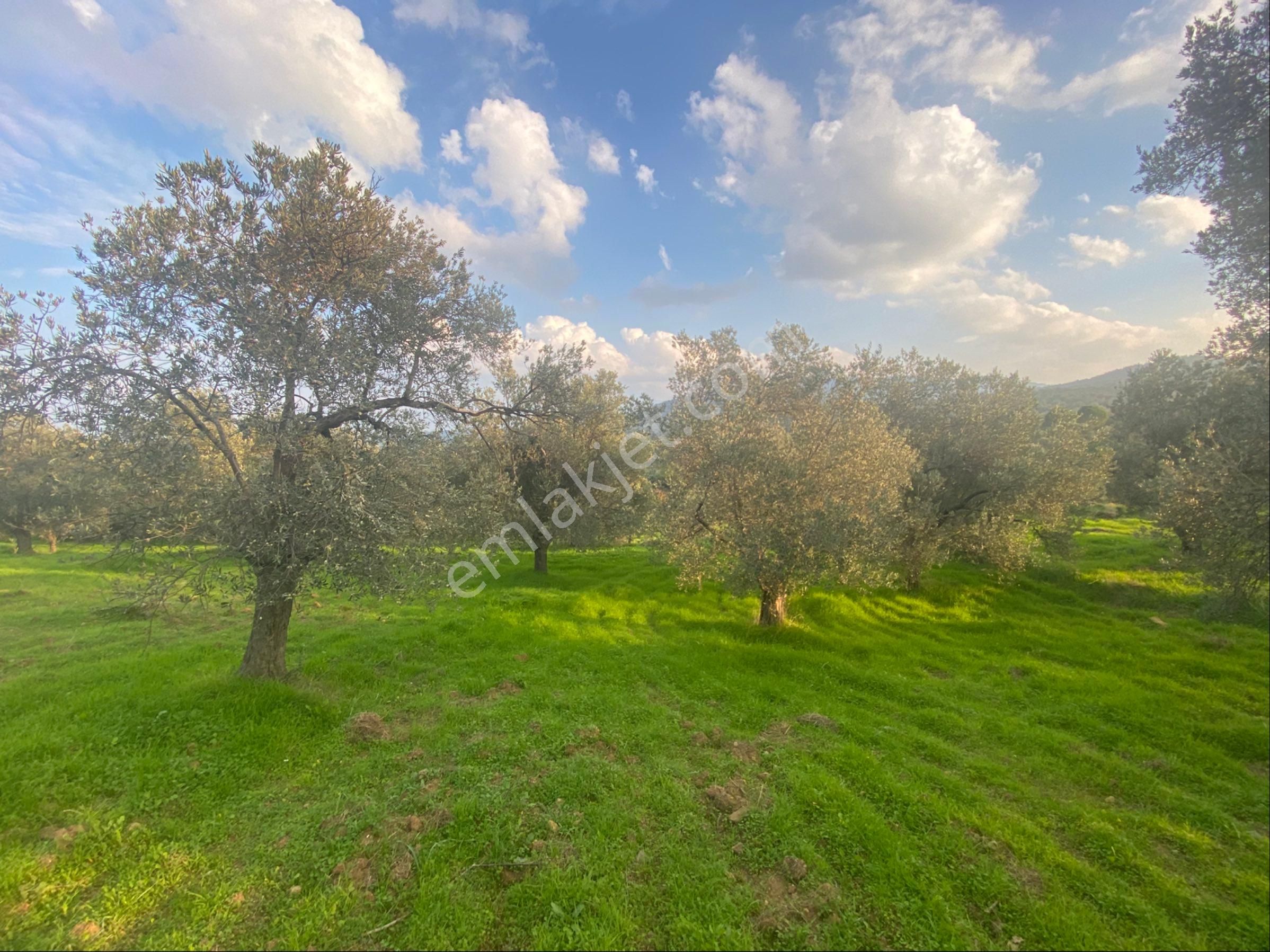Balıkesir Burhaniyede Satılık Zeytinlik - Görsel 4