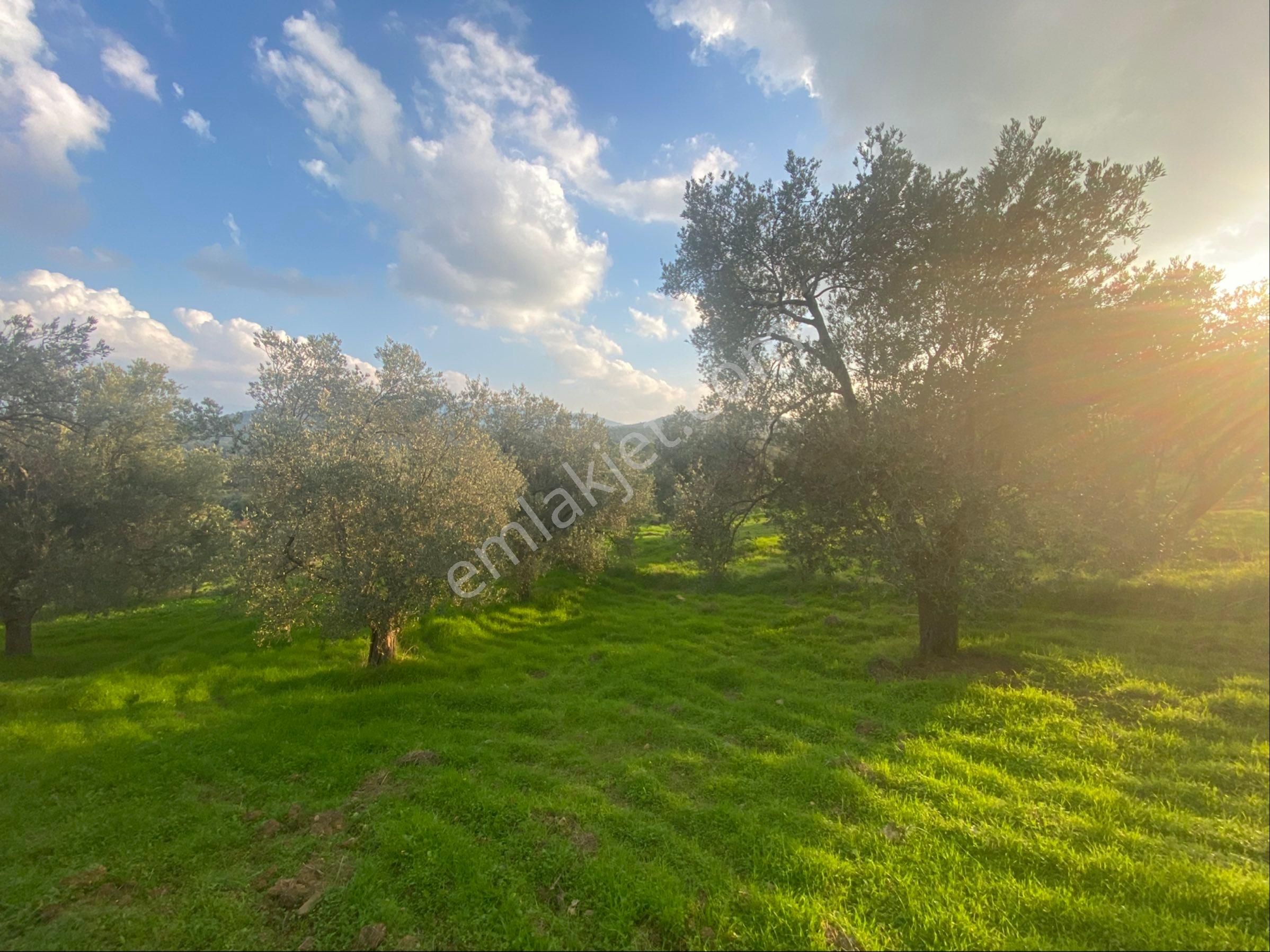 Balıkesir Burhaniyede Satılık Zeytinlik - Görsel 6