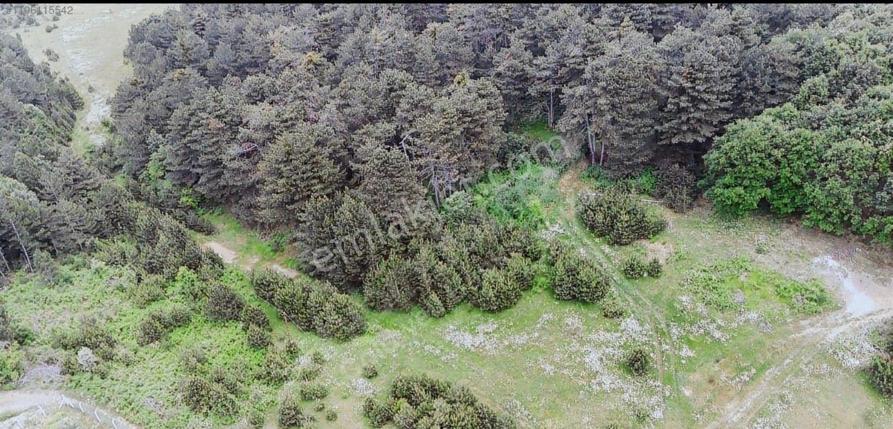 Mecidiye Cadra Mevkinde Yola Sıfır Zemini Düz Tarla - Görsel 17