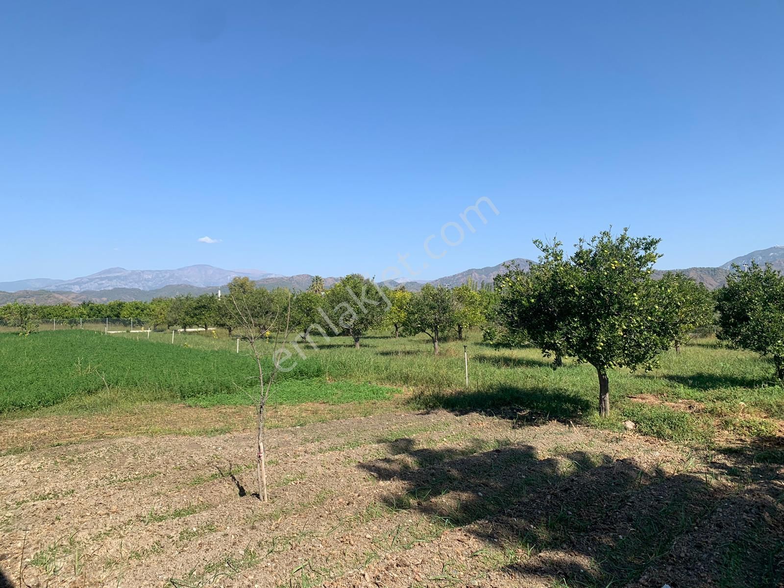 Ortaca Arıkbaşında 5400 M2 Hazır Çiftlik Satılık - Görsel 4