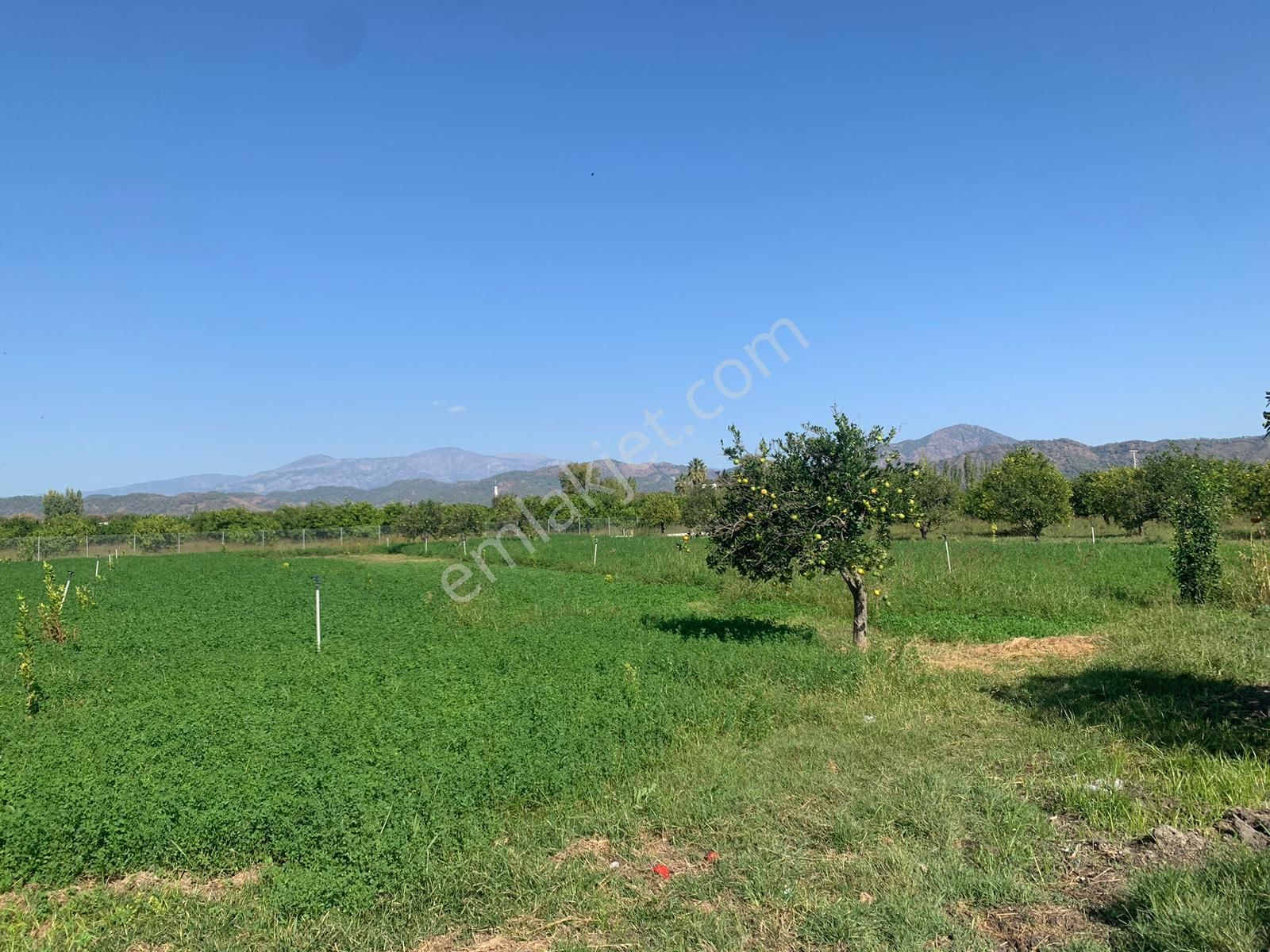 Ortaca Arıkbaşında 5400 M2 Hazır Çiftlik Satılık - Görsel 2