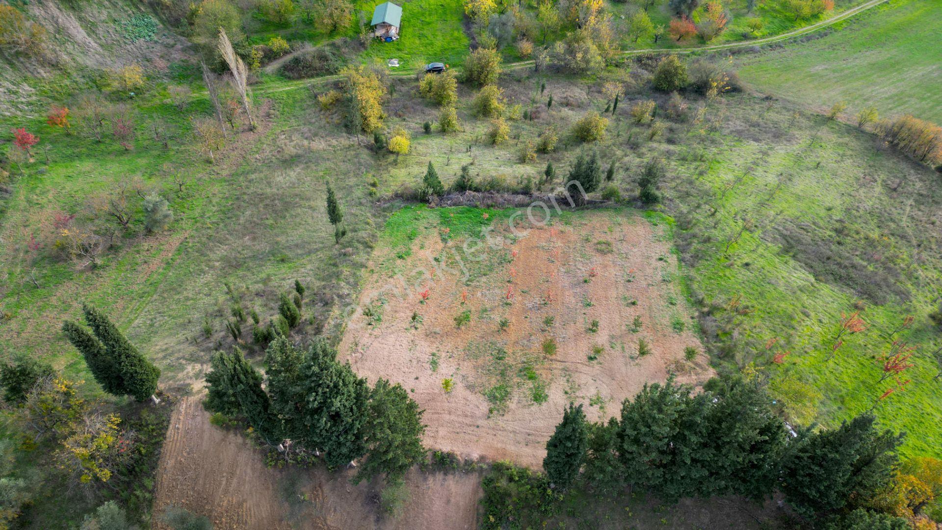 Kocaeli Karamürsel Akçat 1607 M² Satılık Bakımlı Meyve Bahçesi - Görsel 6